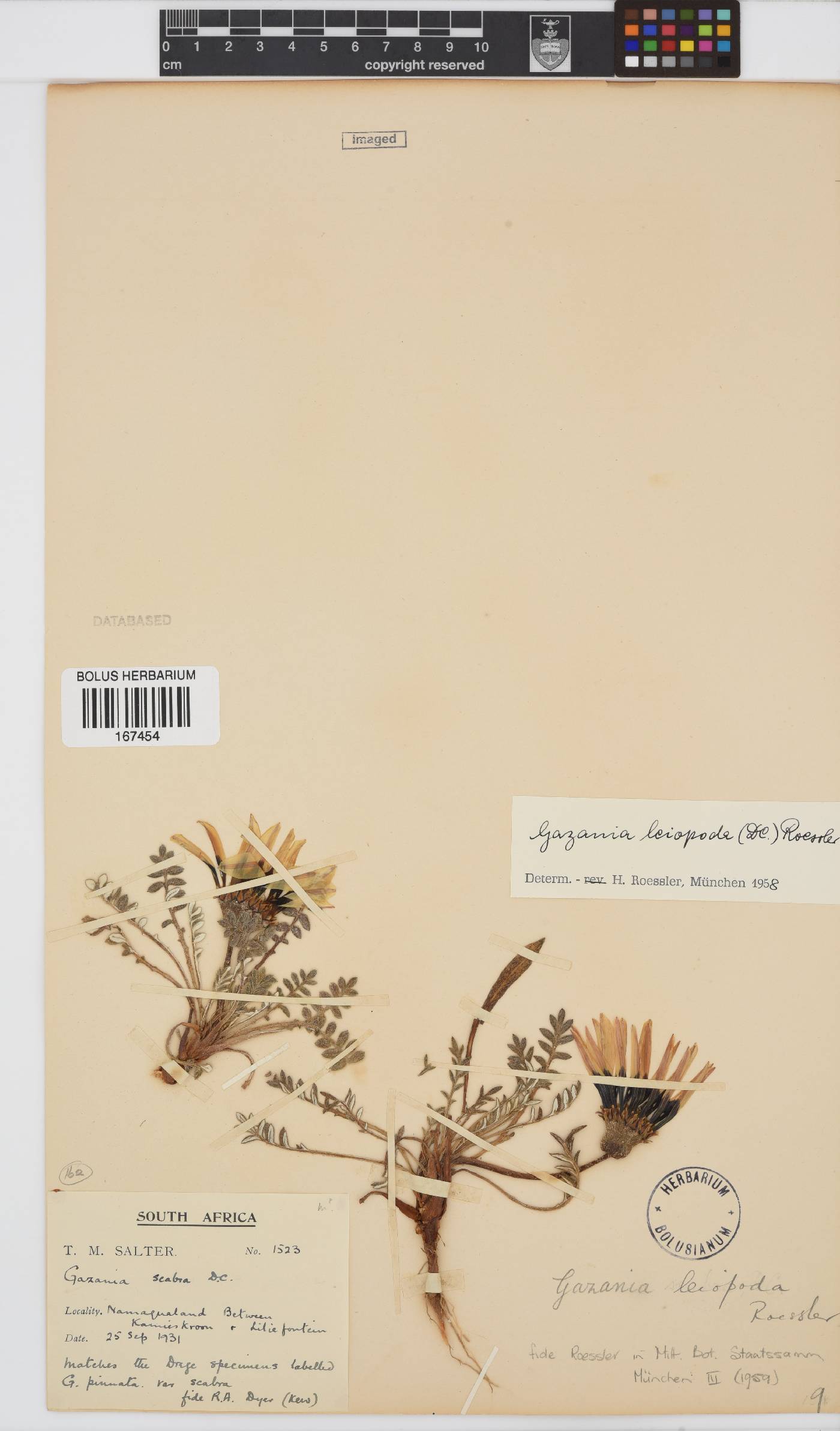 Gazania leiopoda image