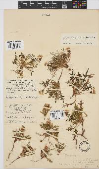 Gazania jurineifolia image