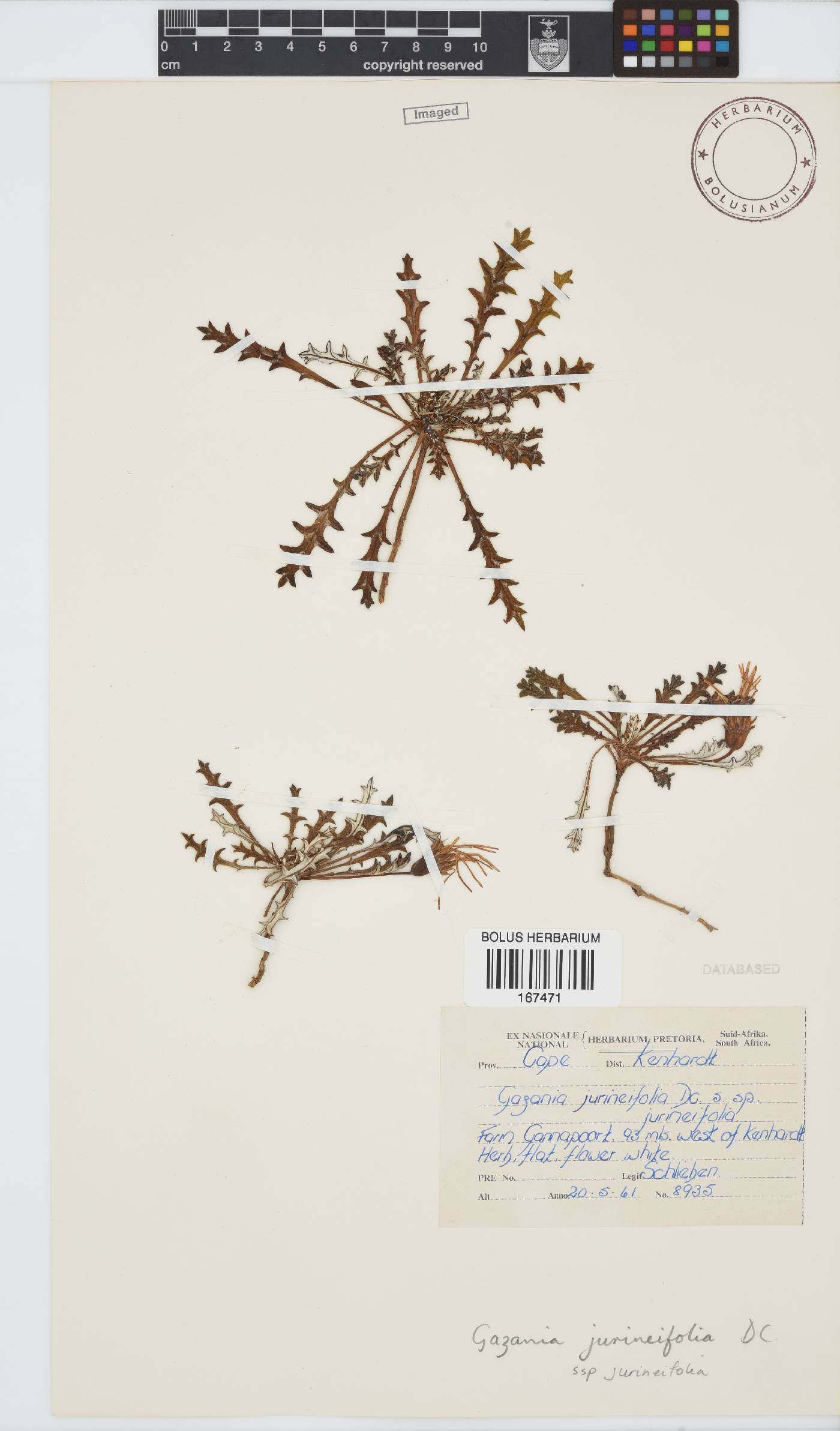 Gazania jurineifolia image