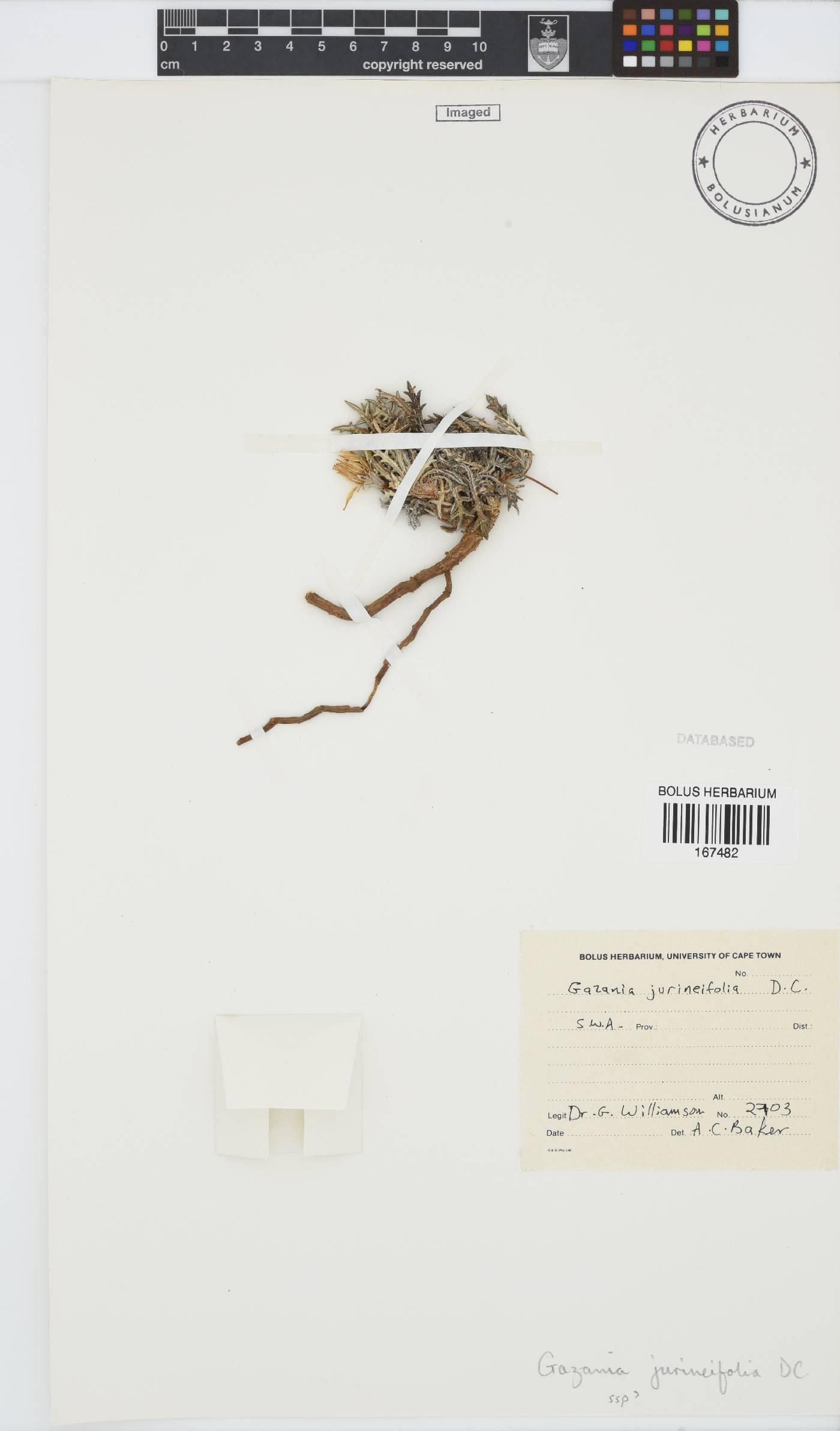 Gazania jurineifolia image