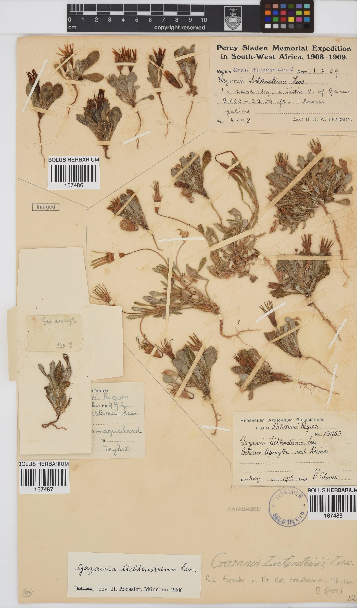 Gazania lichtensteinii image