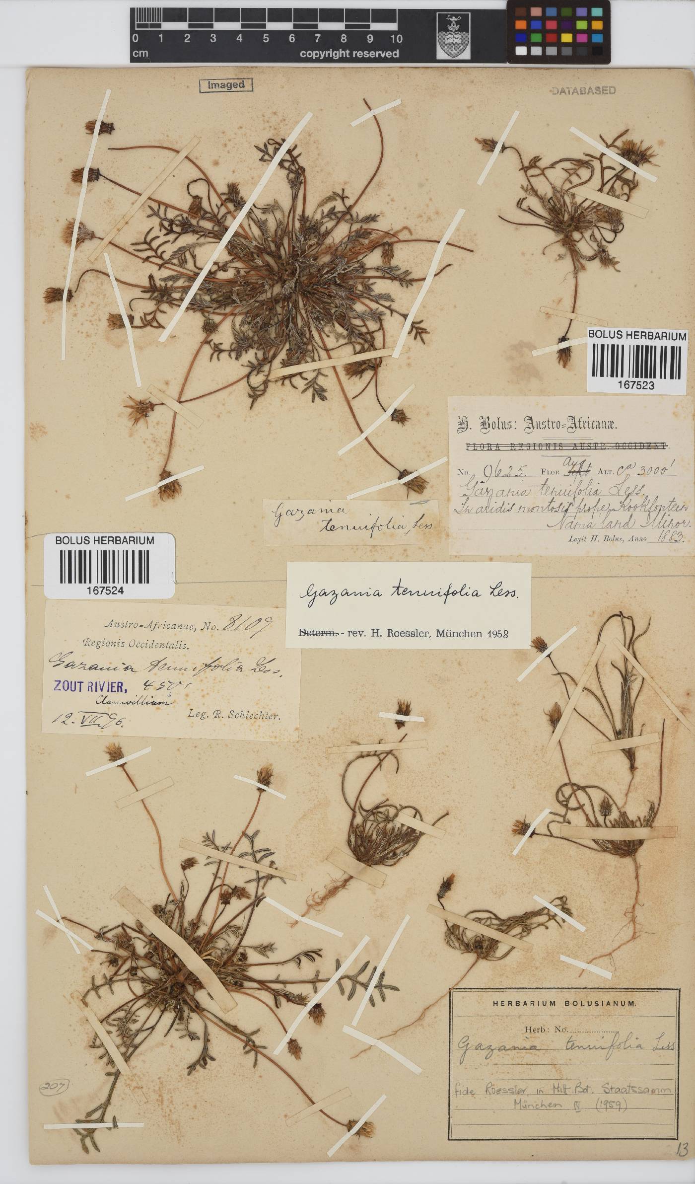 Gazania tenuifolia image