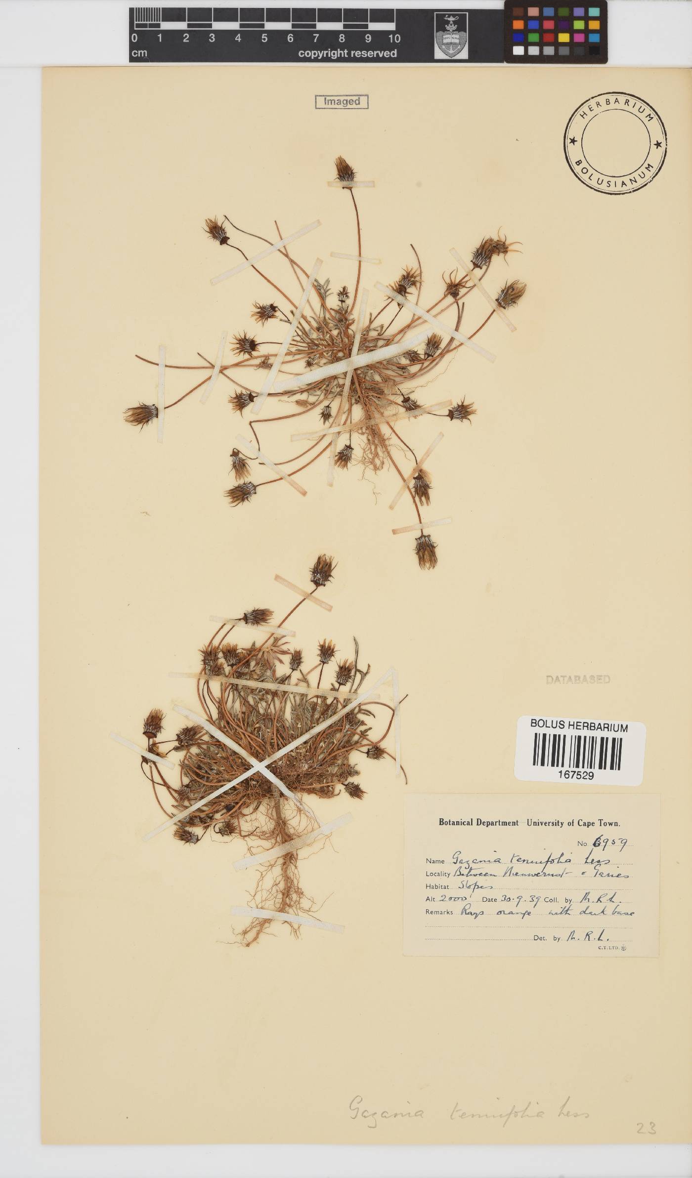 Gazania tenuifolia image