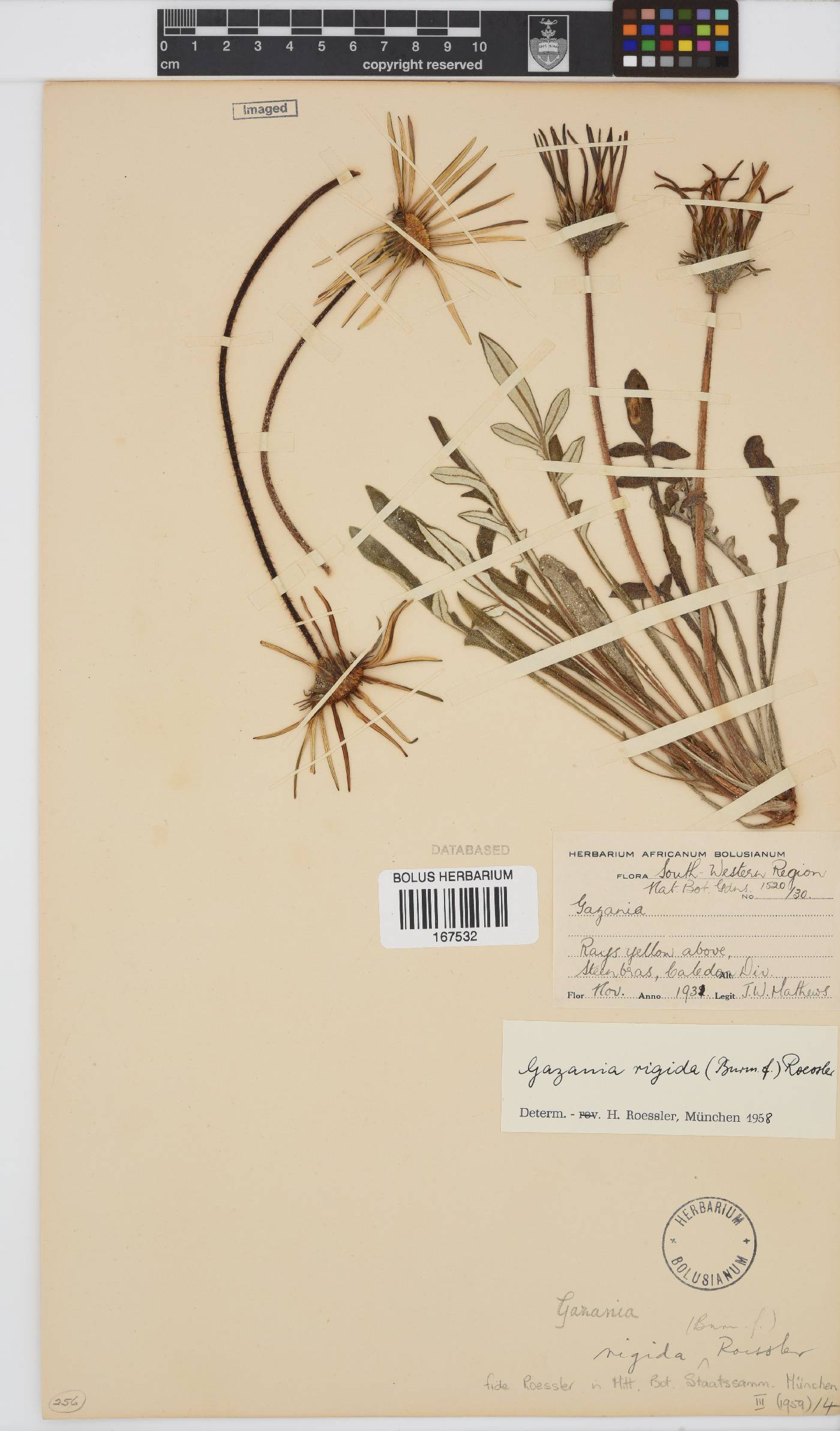 Gazania rigida image