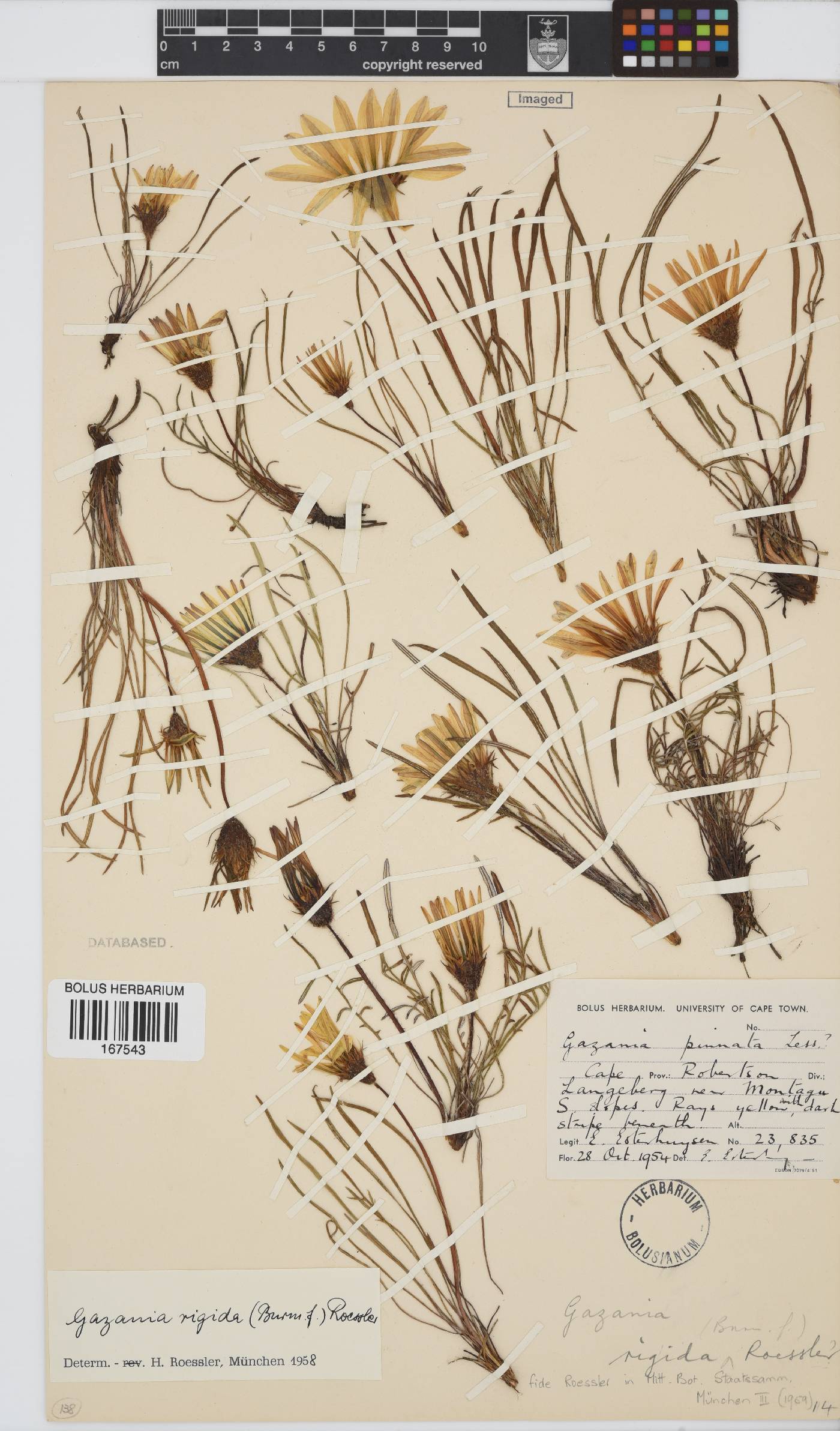 Gazania rigida image