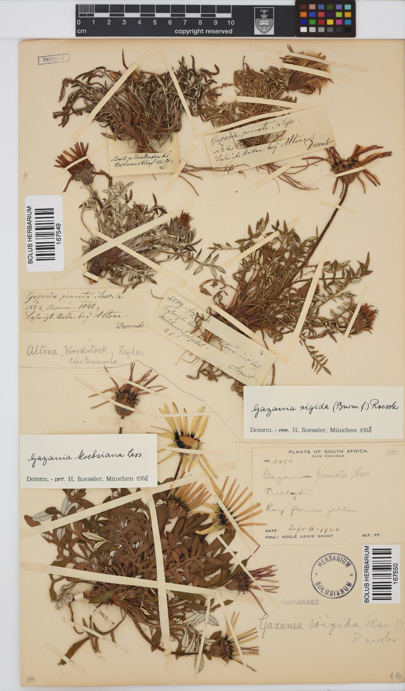 Gazania rigida image