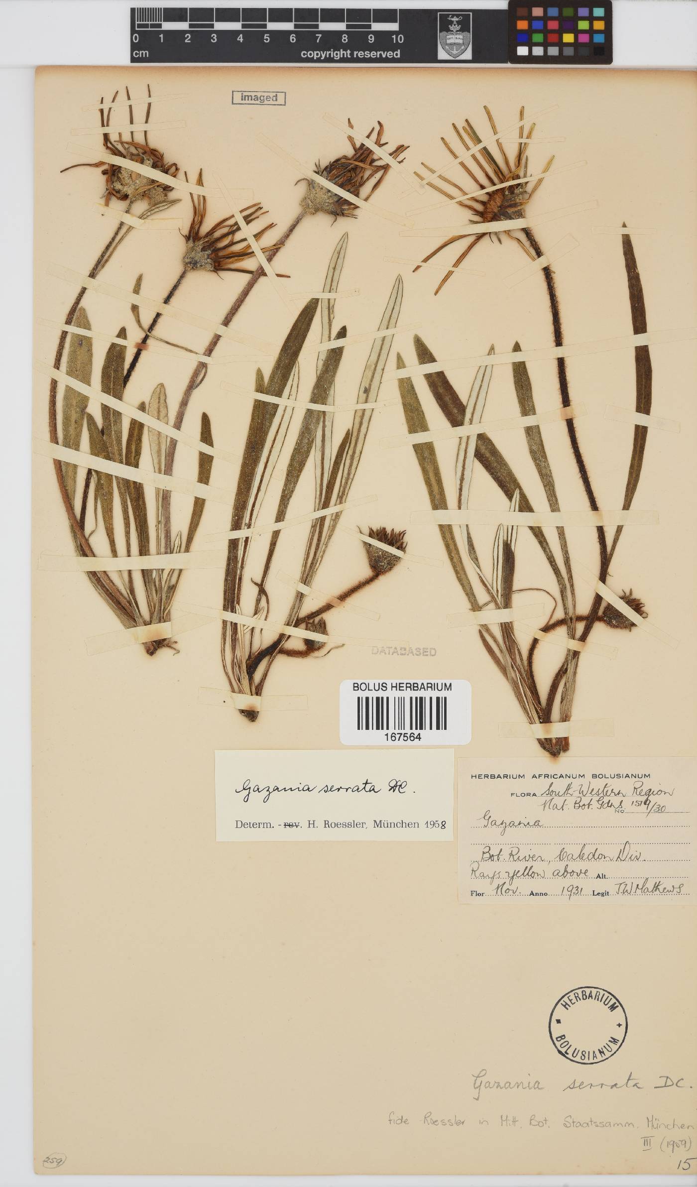 Gazania serrata image