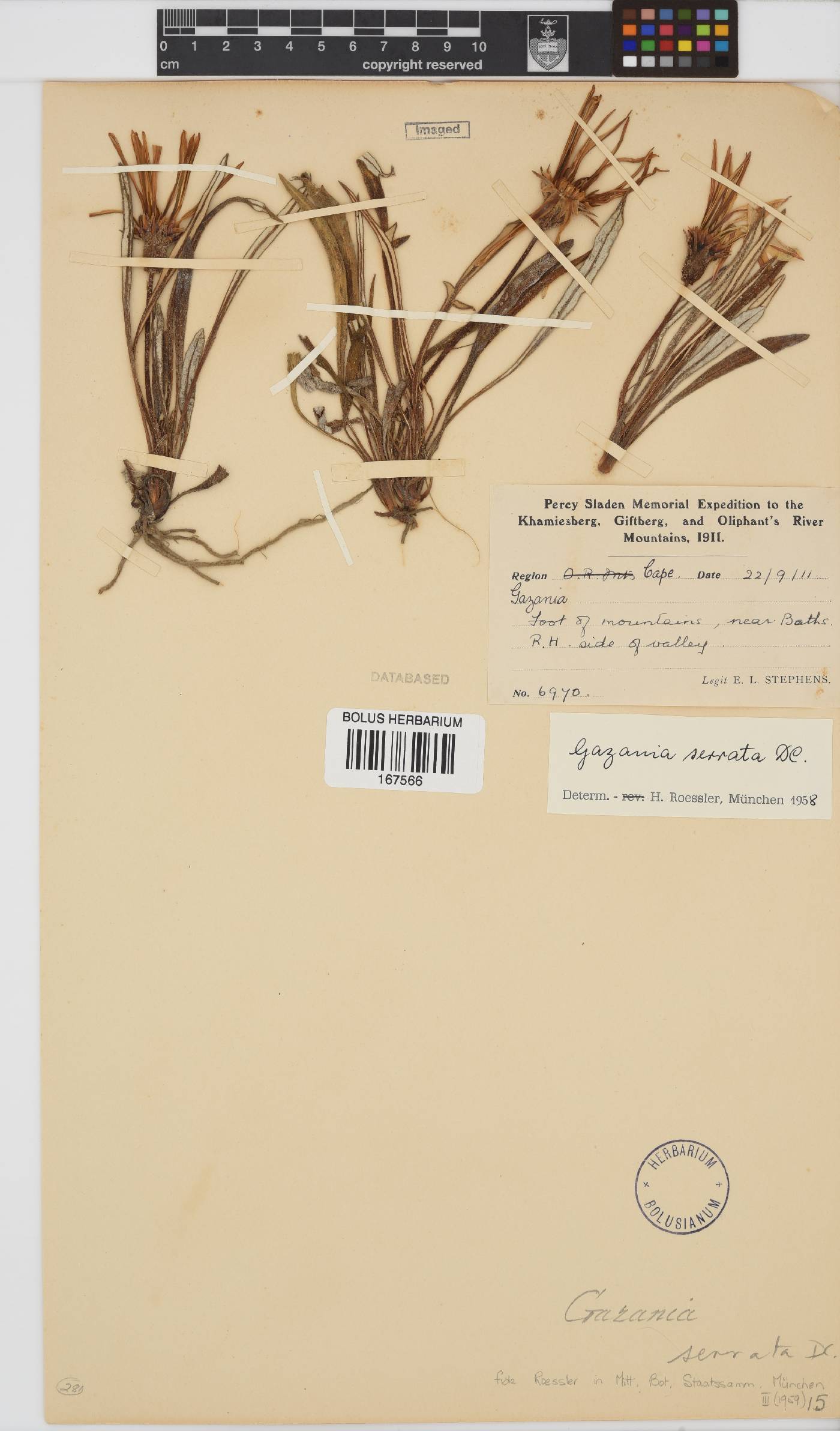 Gazania serrata image