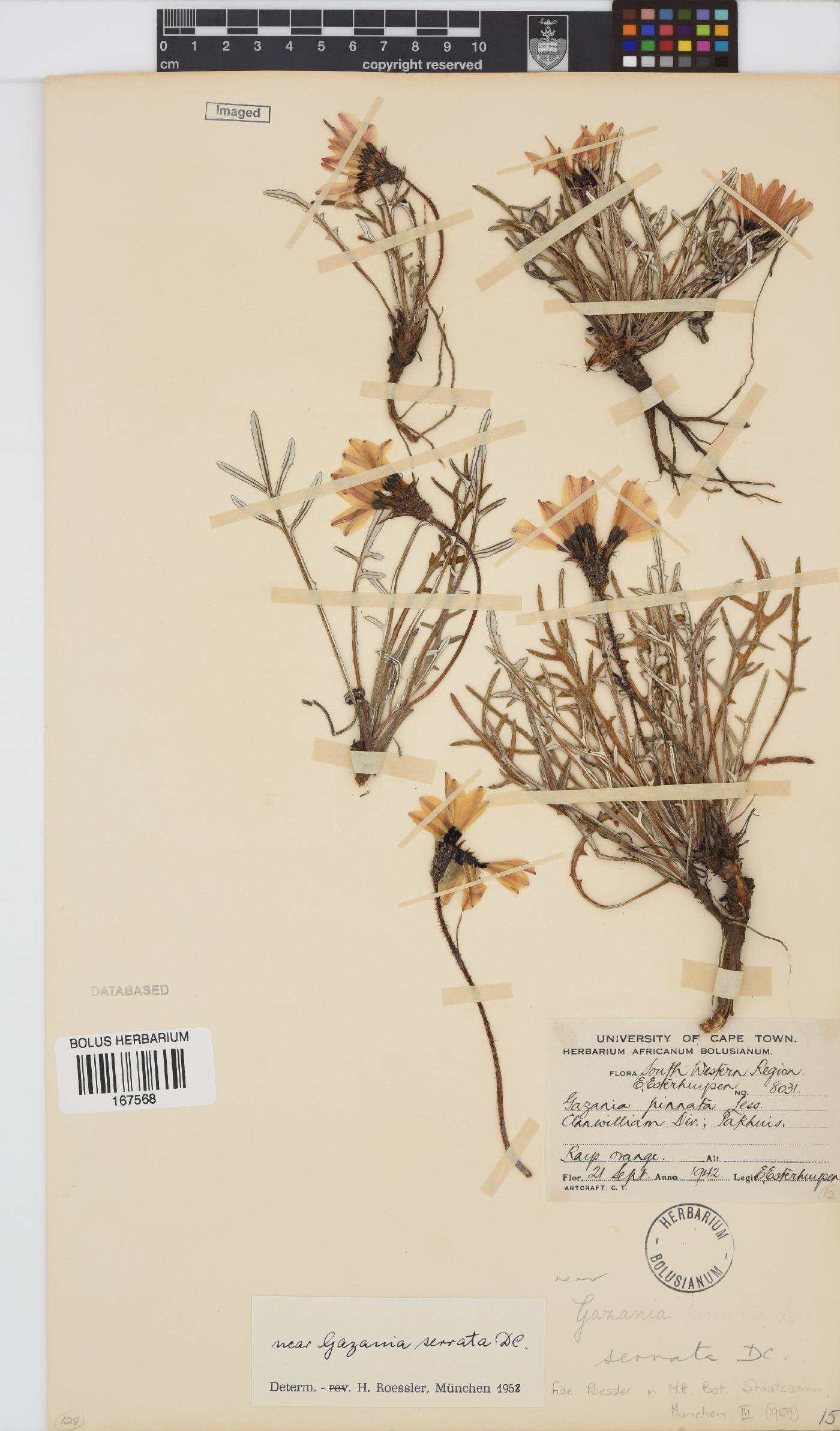Gazania serrata image