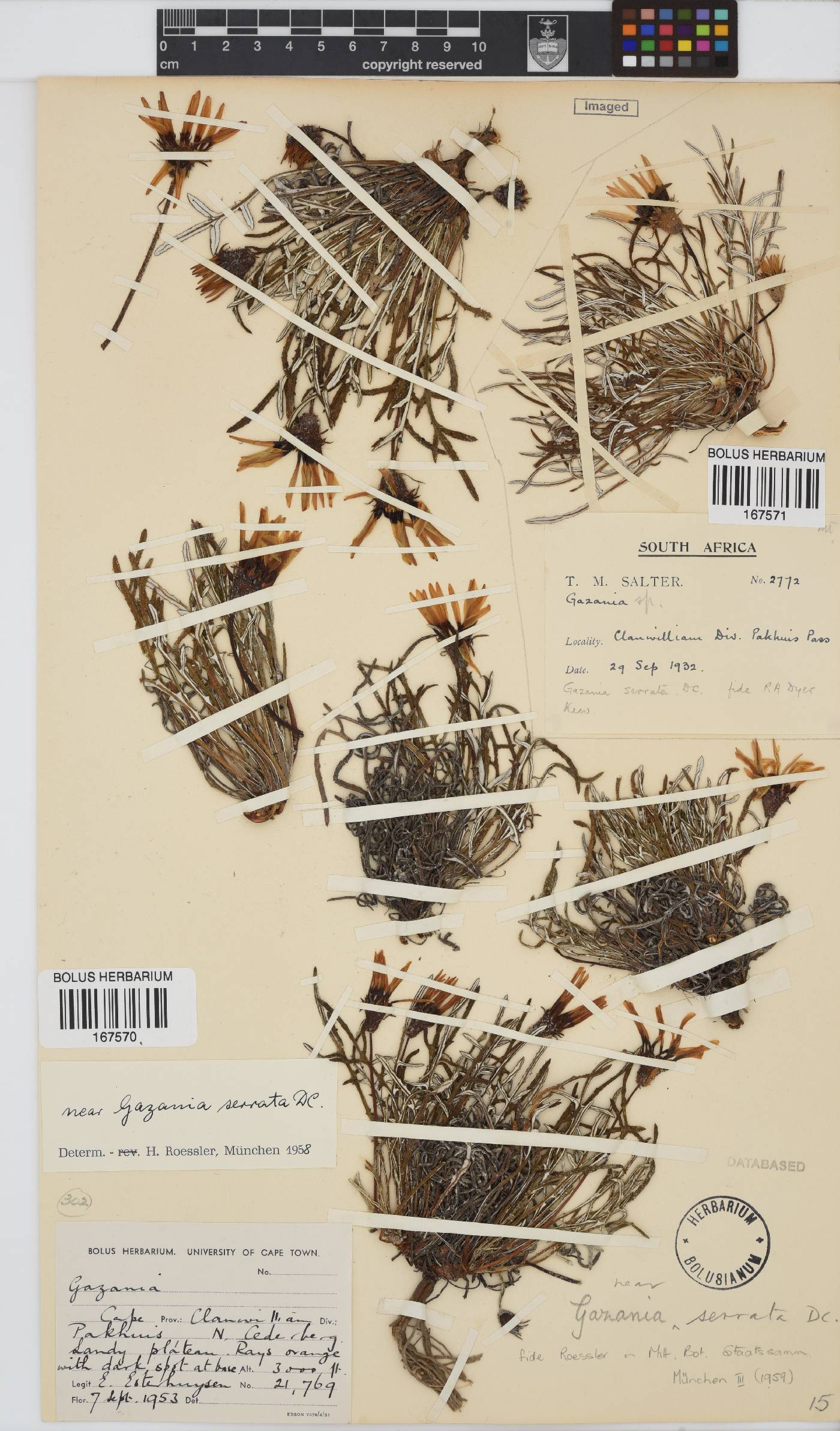 Gazania serrata image