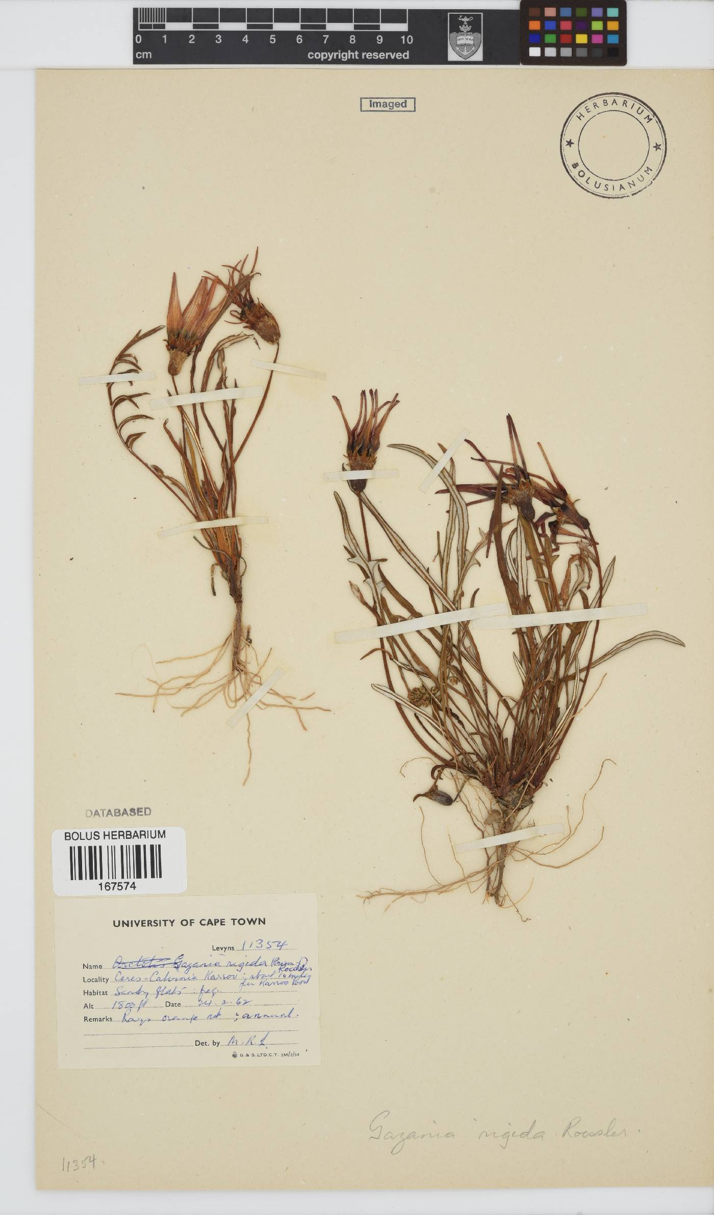 Gazania krebsiana subsp. arctotoides image