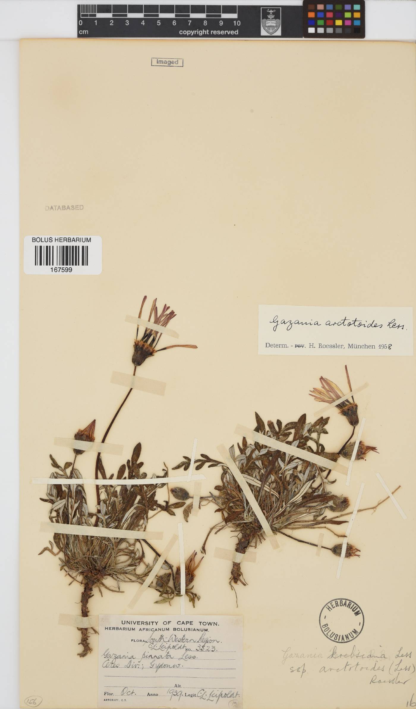 Gazania krebsiana subsp. arctotoides image