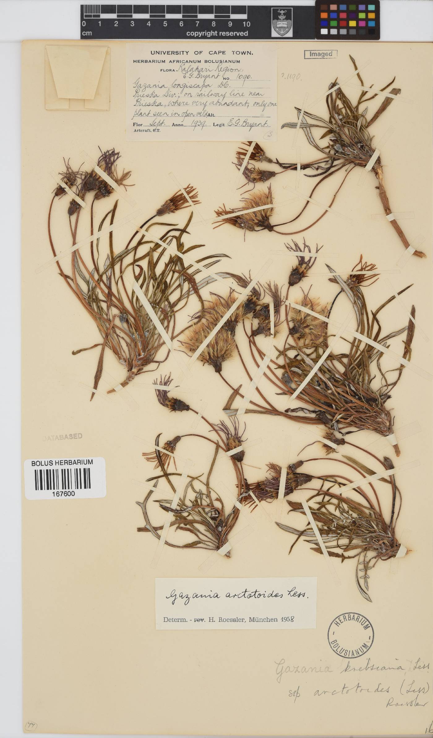Gazania krebsiana subsp. arctotoides image