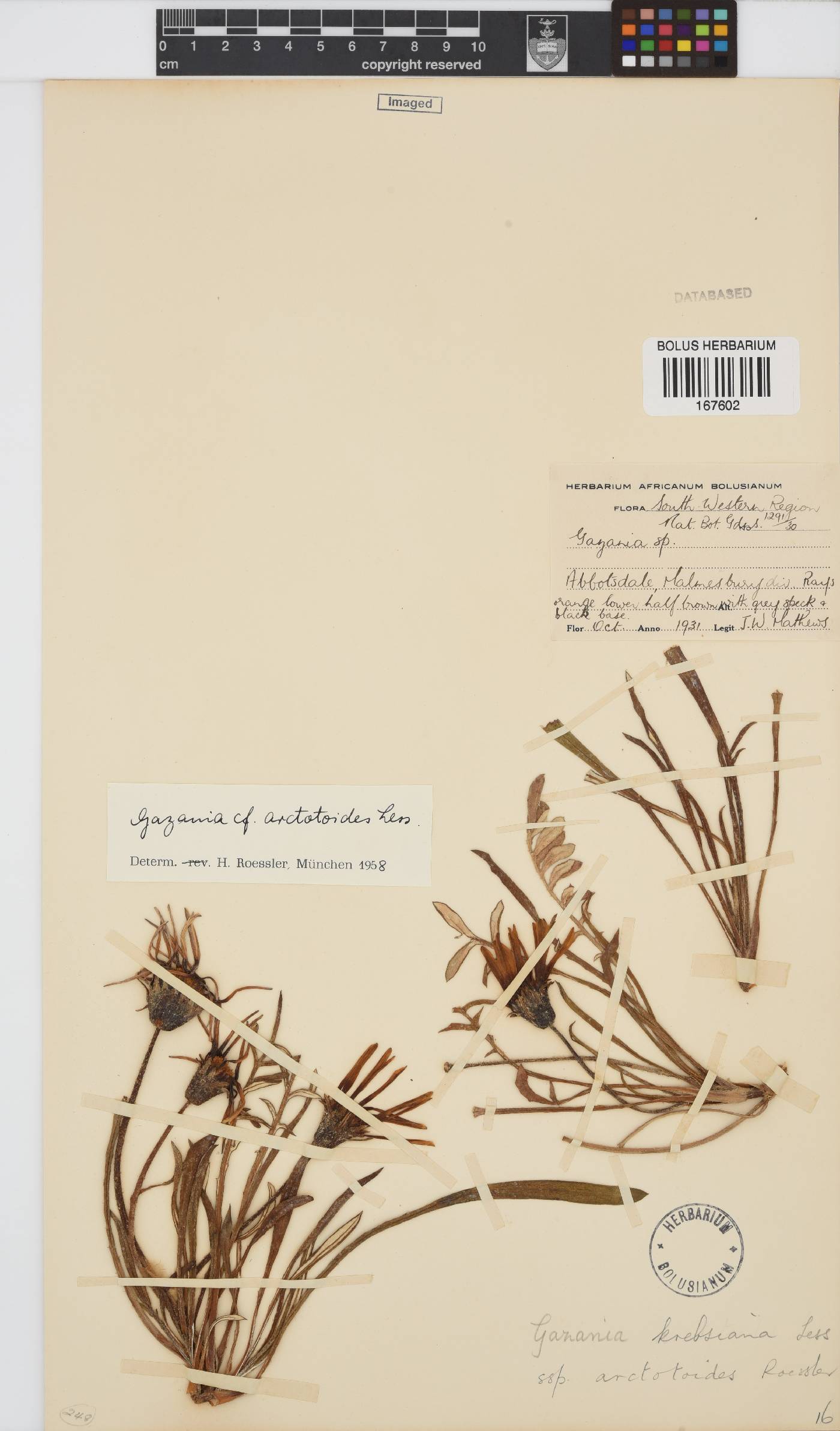 Gazania krebsiana subsp. arctotoides image