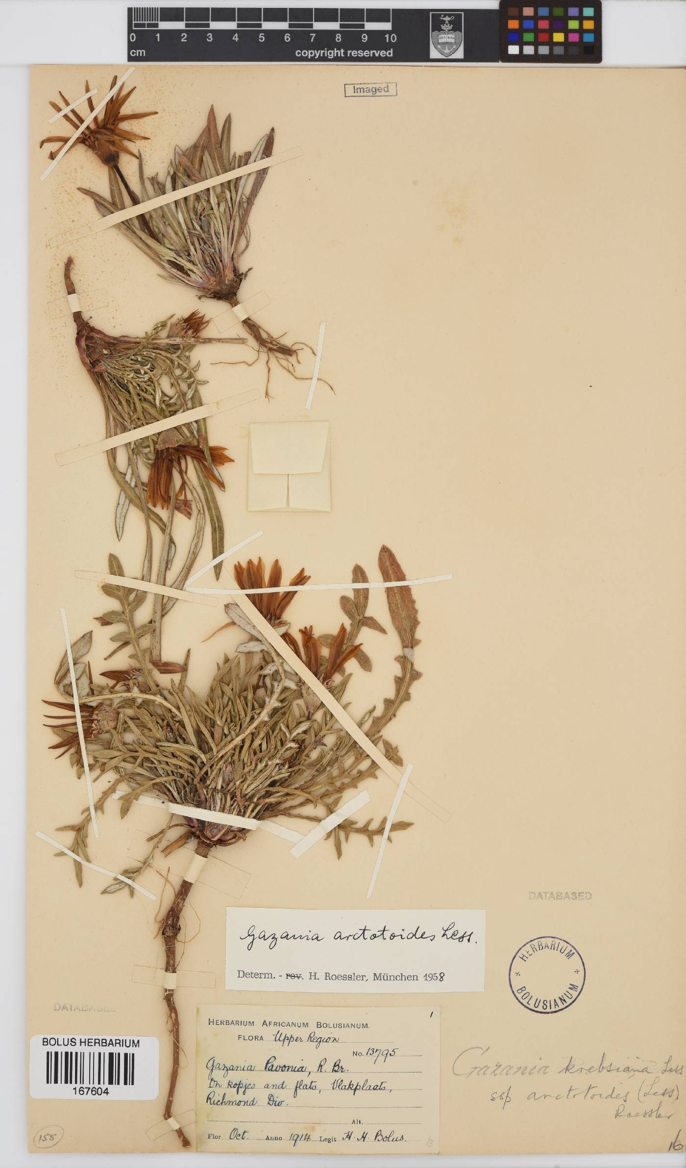 Gazania krebsiana subsp. arctotoides image
