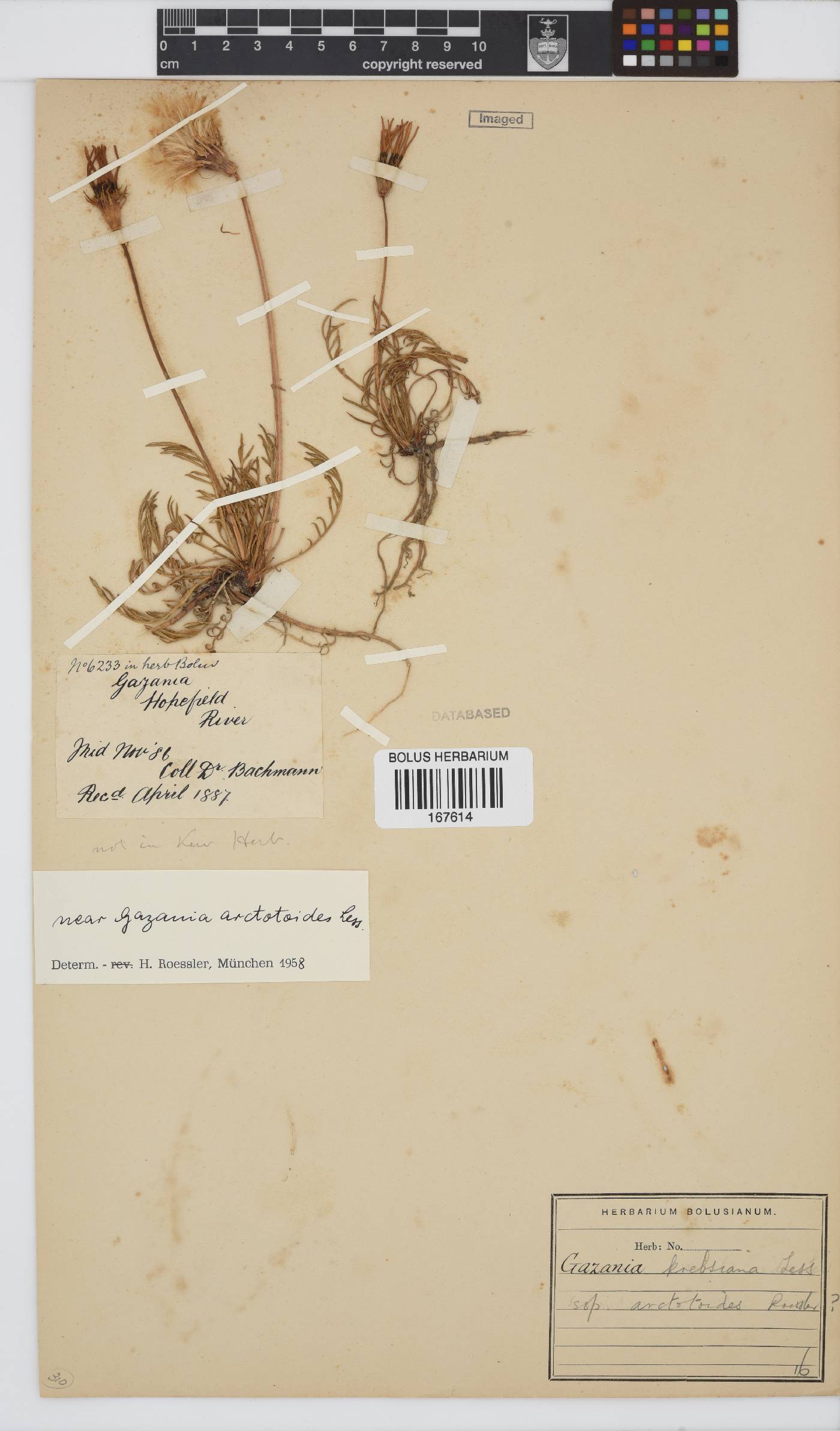 Gazania krebsiana subsp. arctotoides image