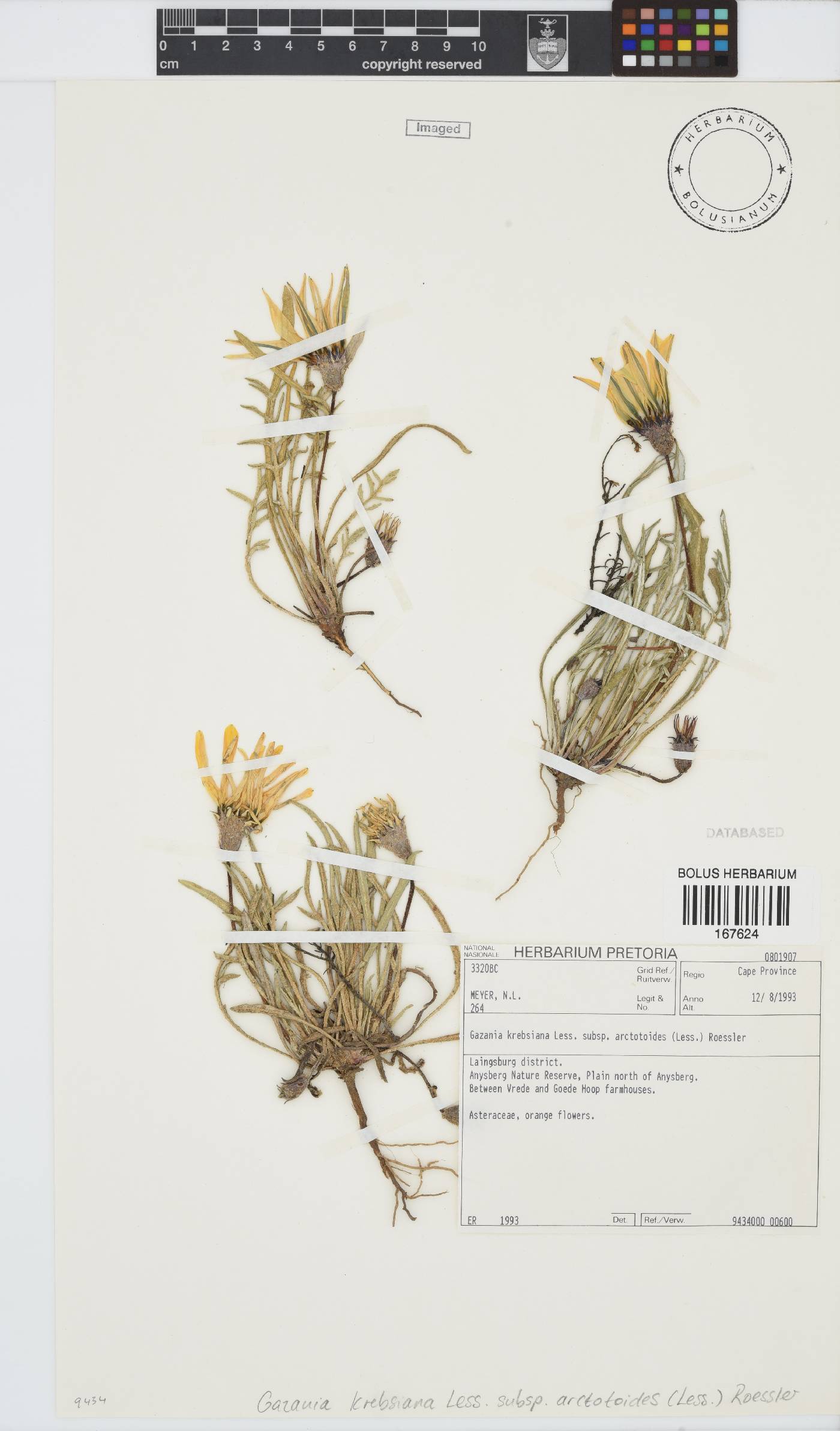 Gazania krebsiana subsp. arctotoides image