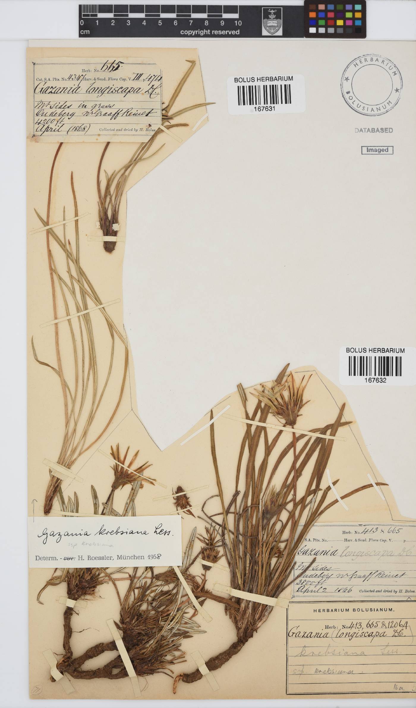 Gazania krebsiana subsp. krebsiana image