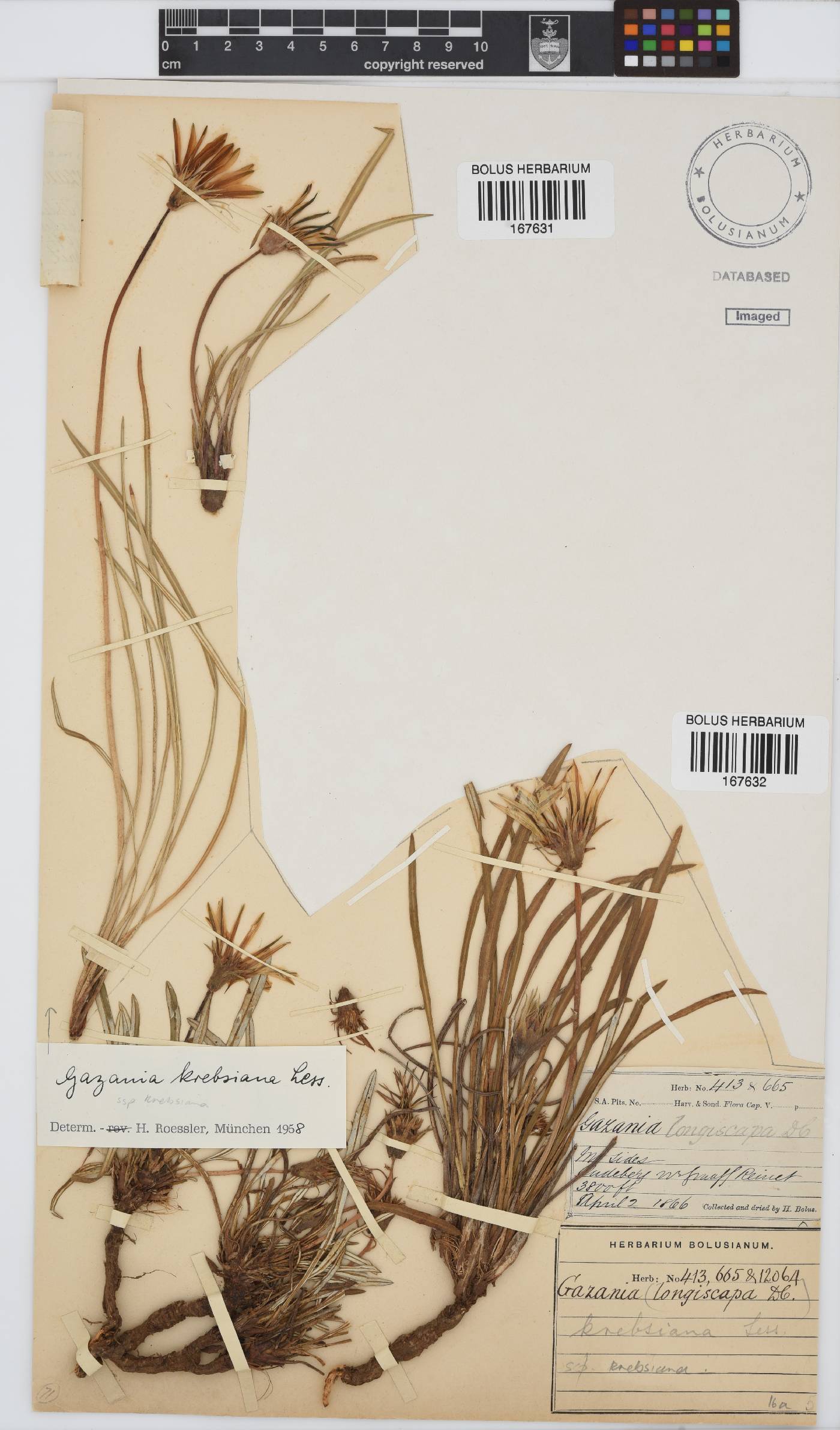 Gazania krebsiana subsp. krebsiana image