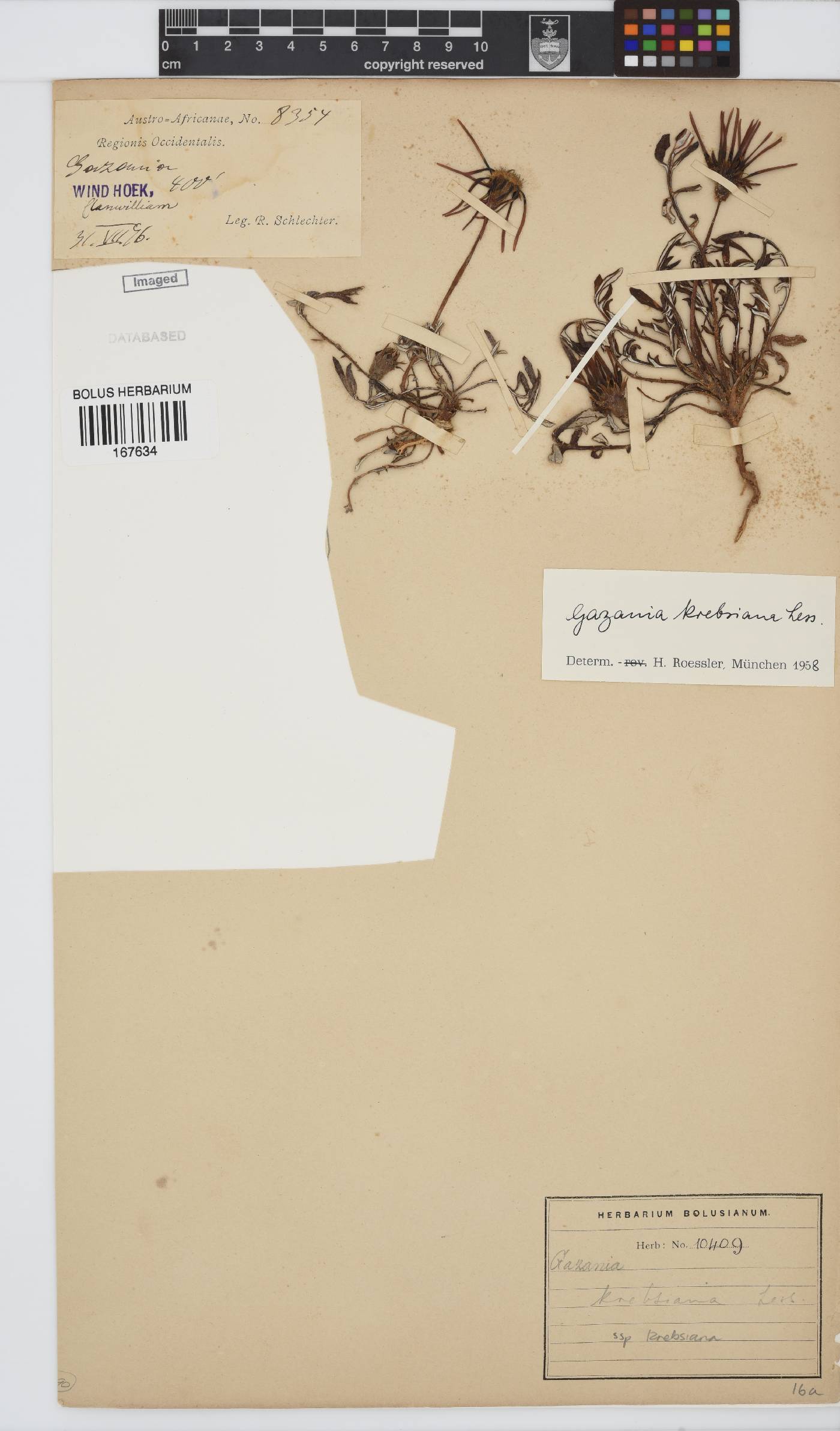 Gazania krebsiana image
