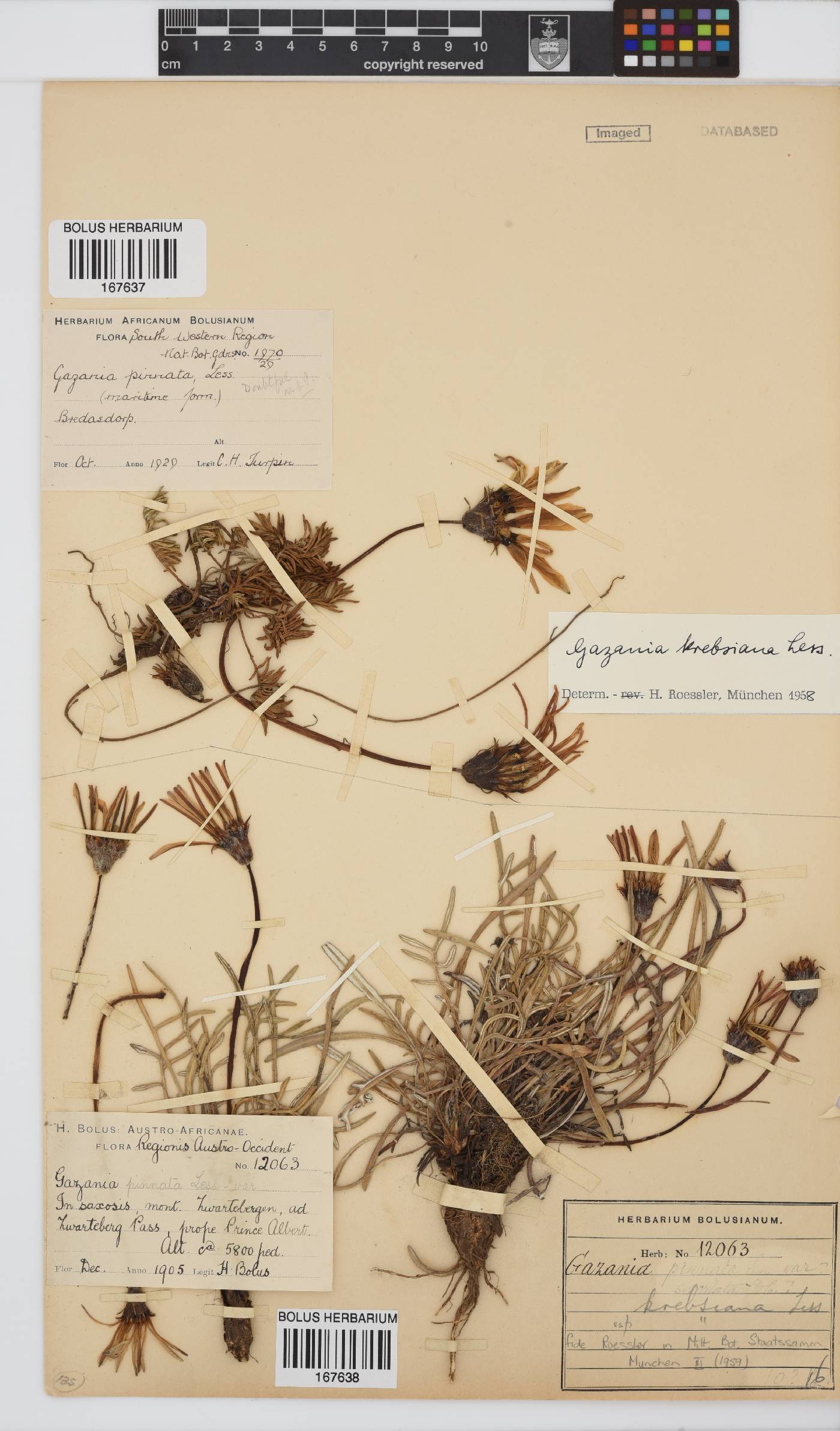 Gazania krebsiana image