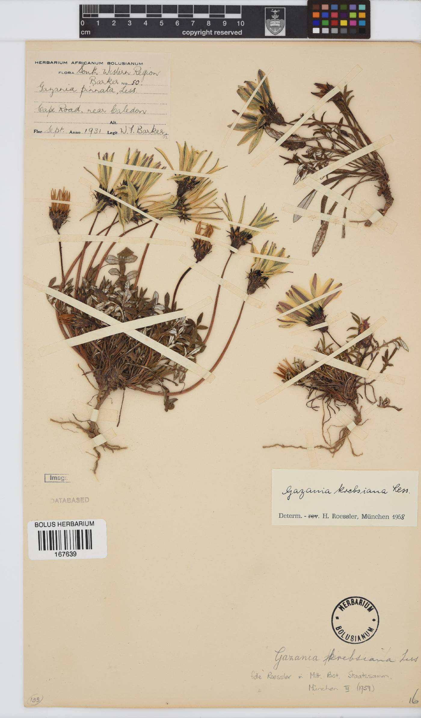 Gazania krebsiana subsp. krebsiana image