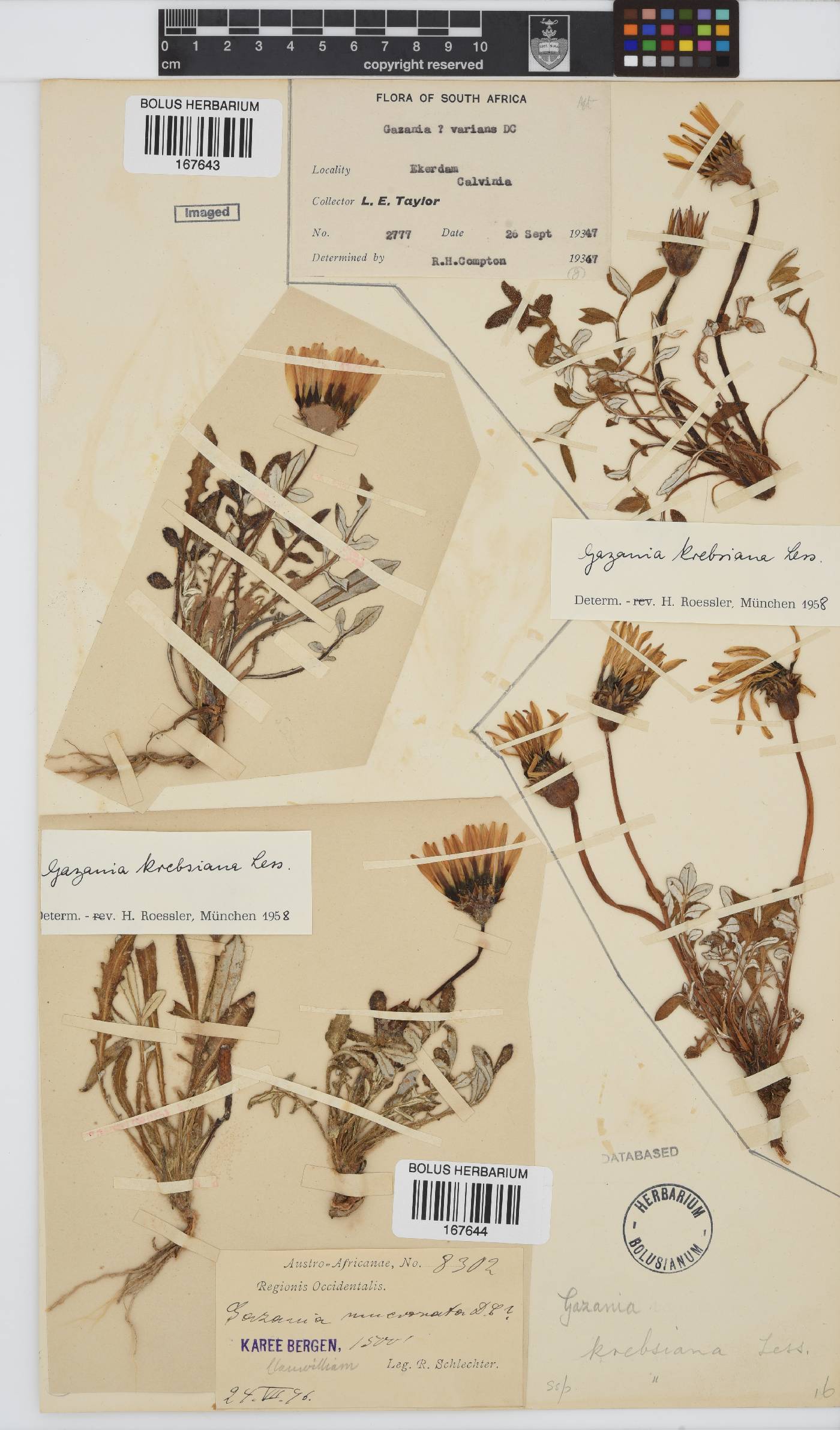 Gazania krebsiana subsp. krebsiana image