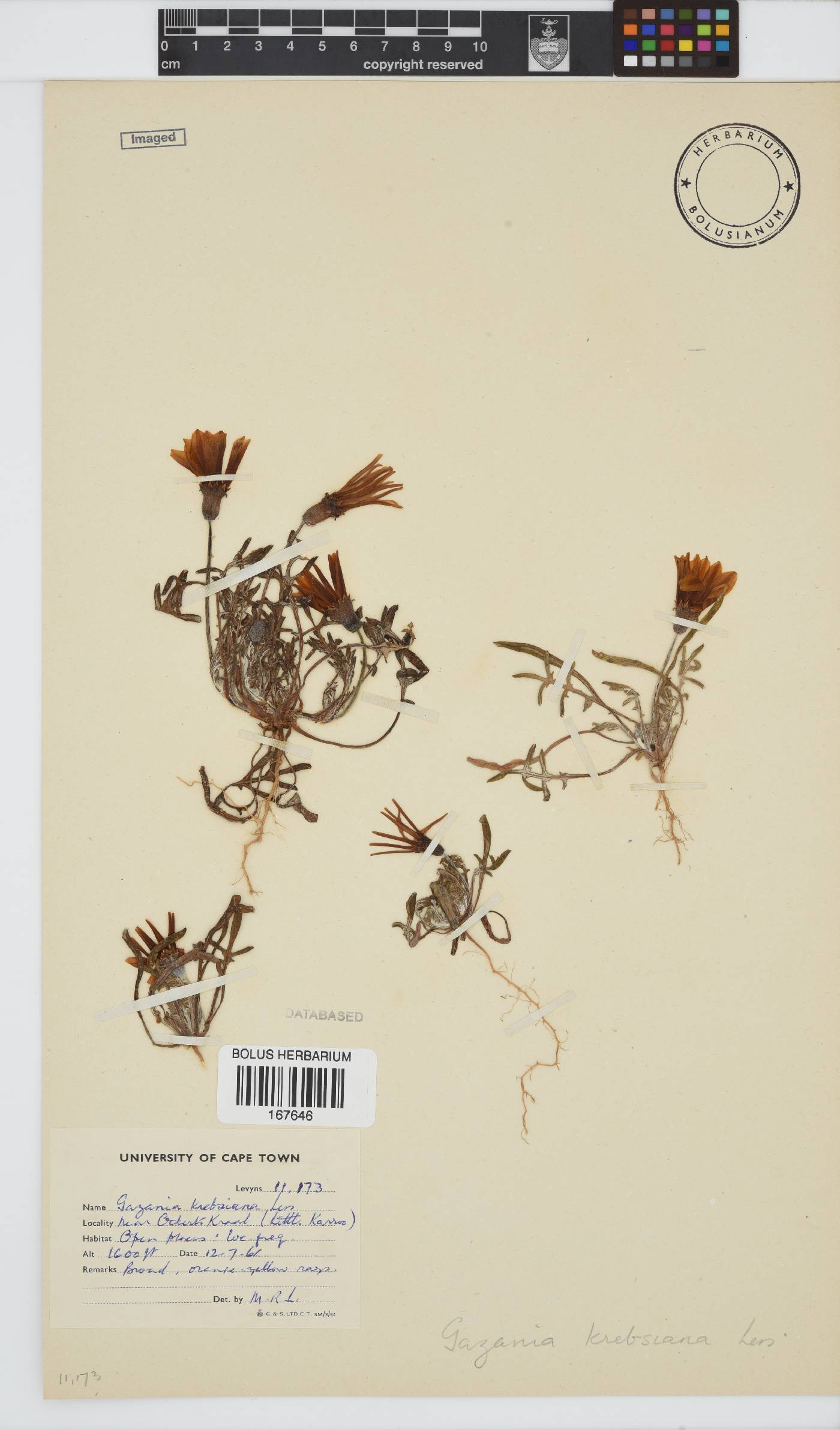Gazania krebsiana subsp. krebsiana image
