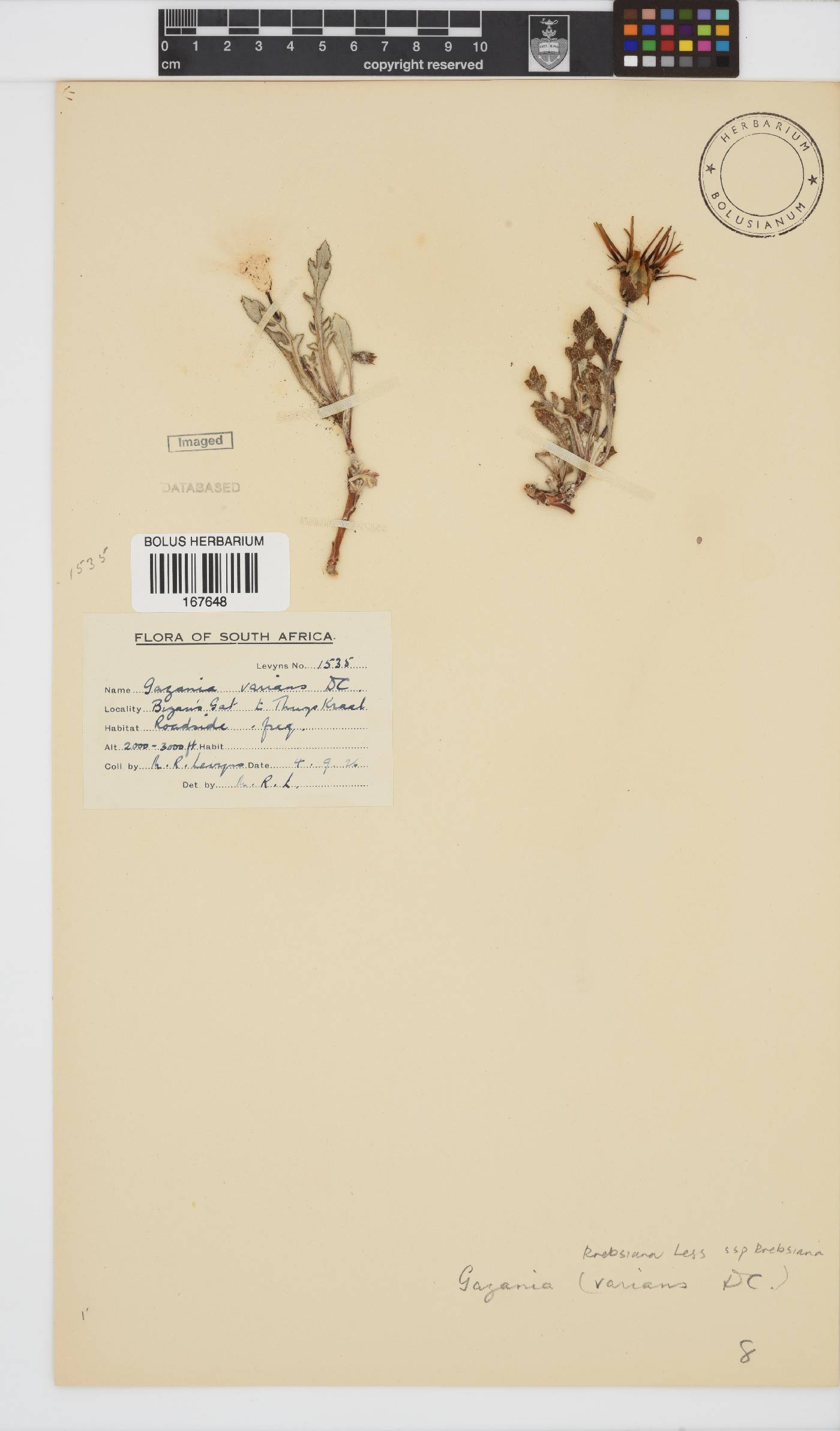 Gazania krebsiana subsp. krebsiana image