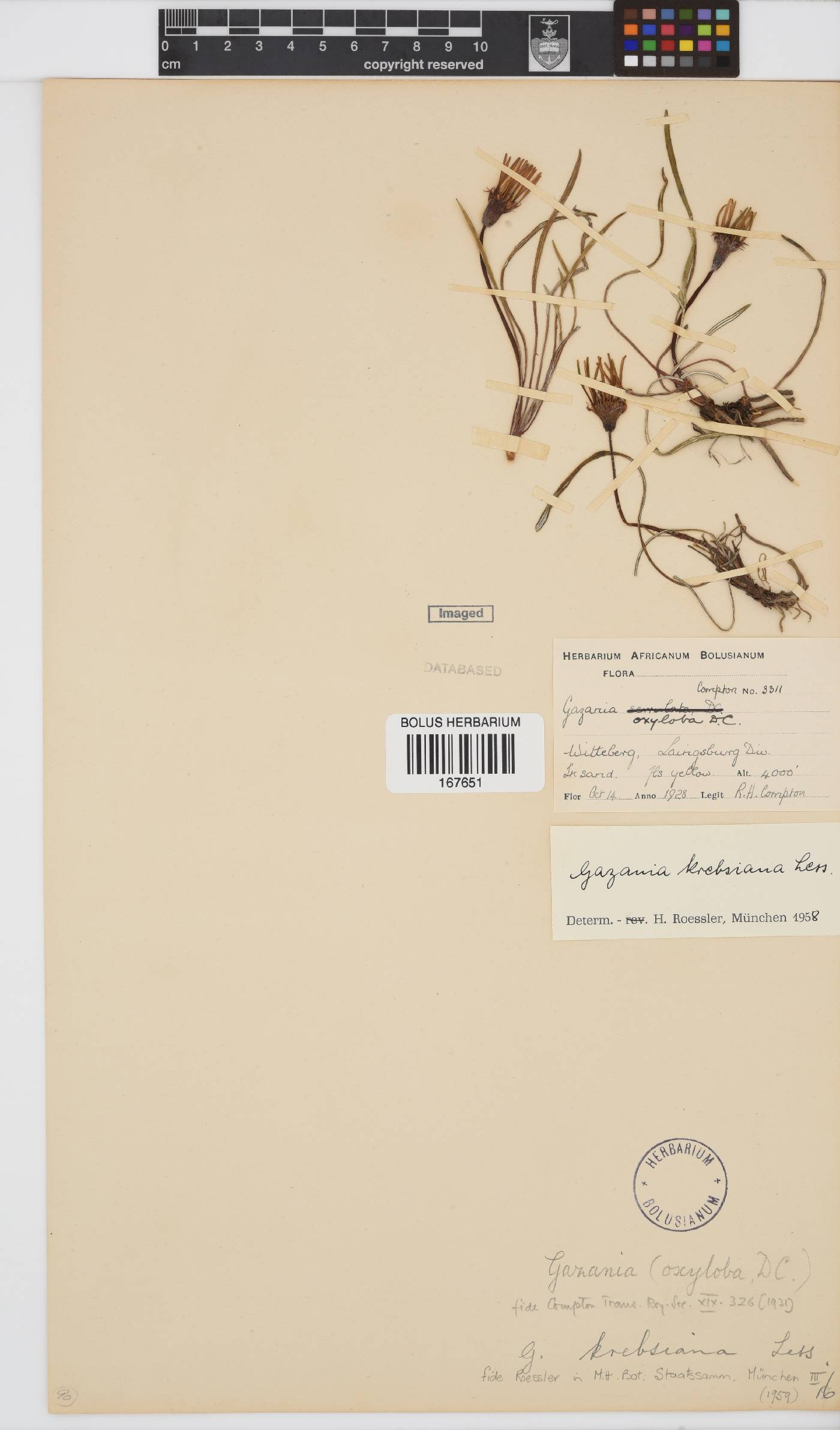 Gazania krebsiana subsp. krebsiana image