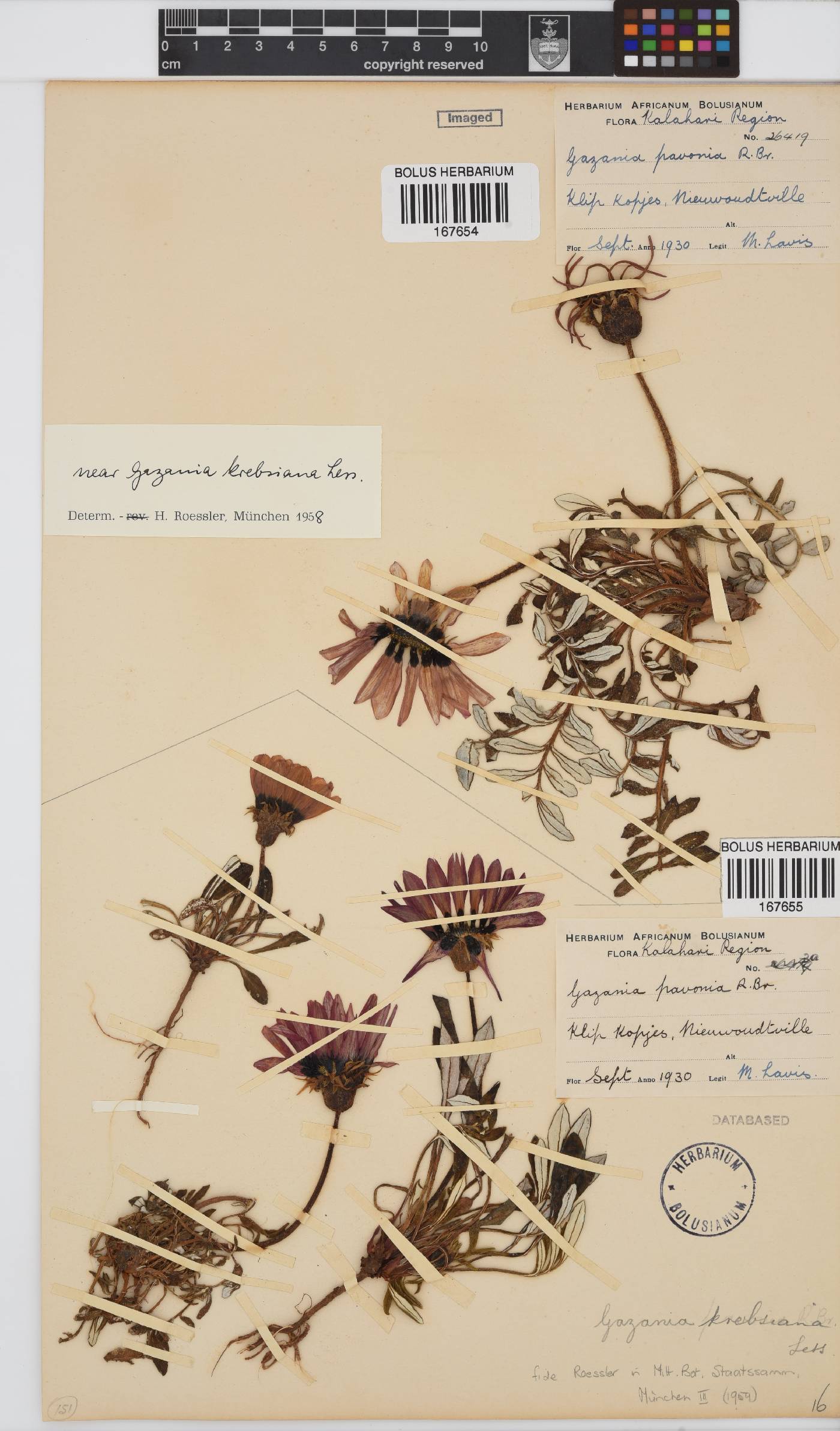 Gazania krebsiana subsp. krebsiana image