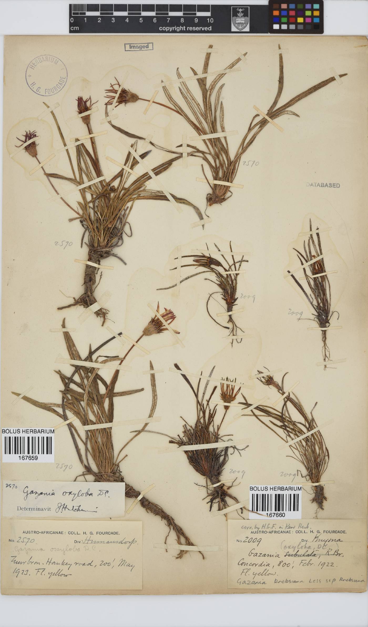 Gazania krebsiana subsp. krebsiana image