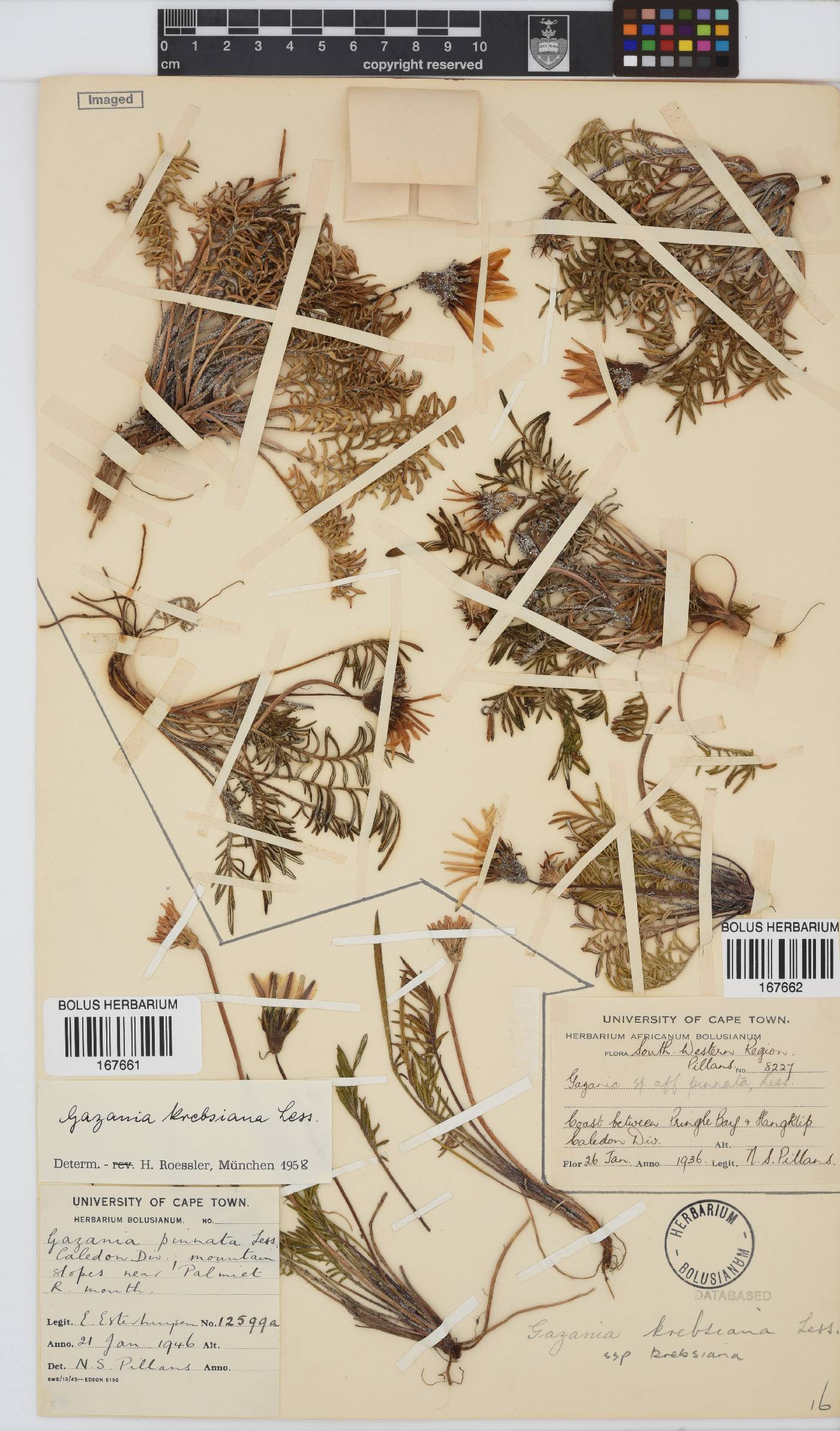 Gazania krebsiana subsp. krebsiana image