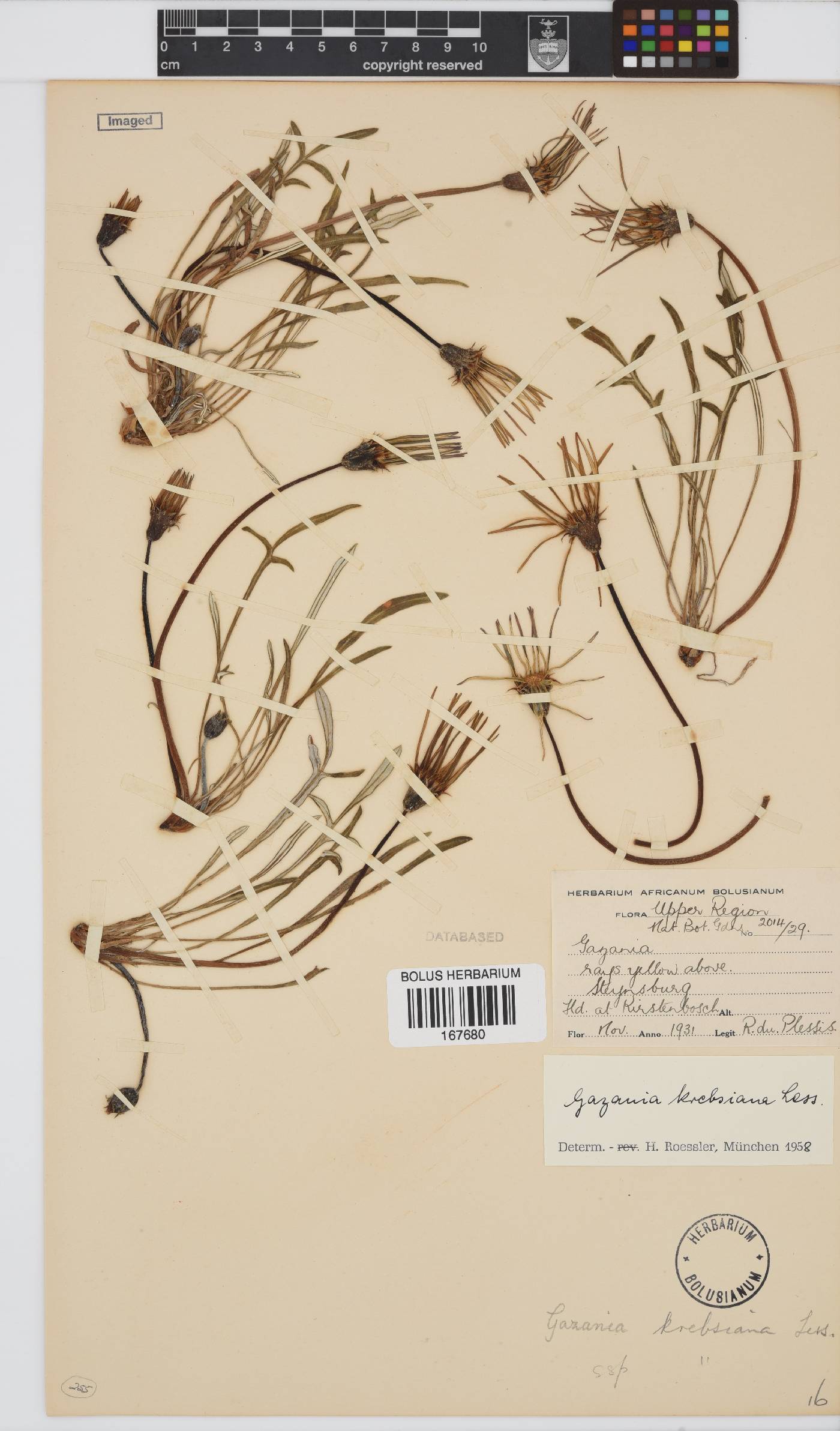 Gazania krebsiana subsp. krebsiana image