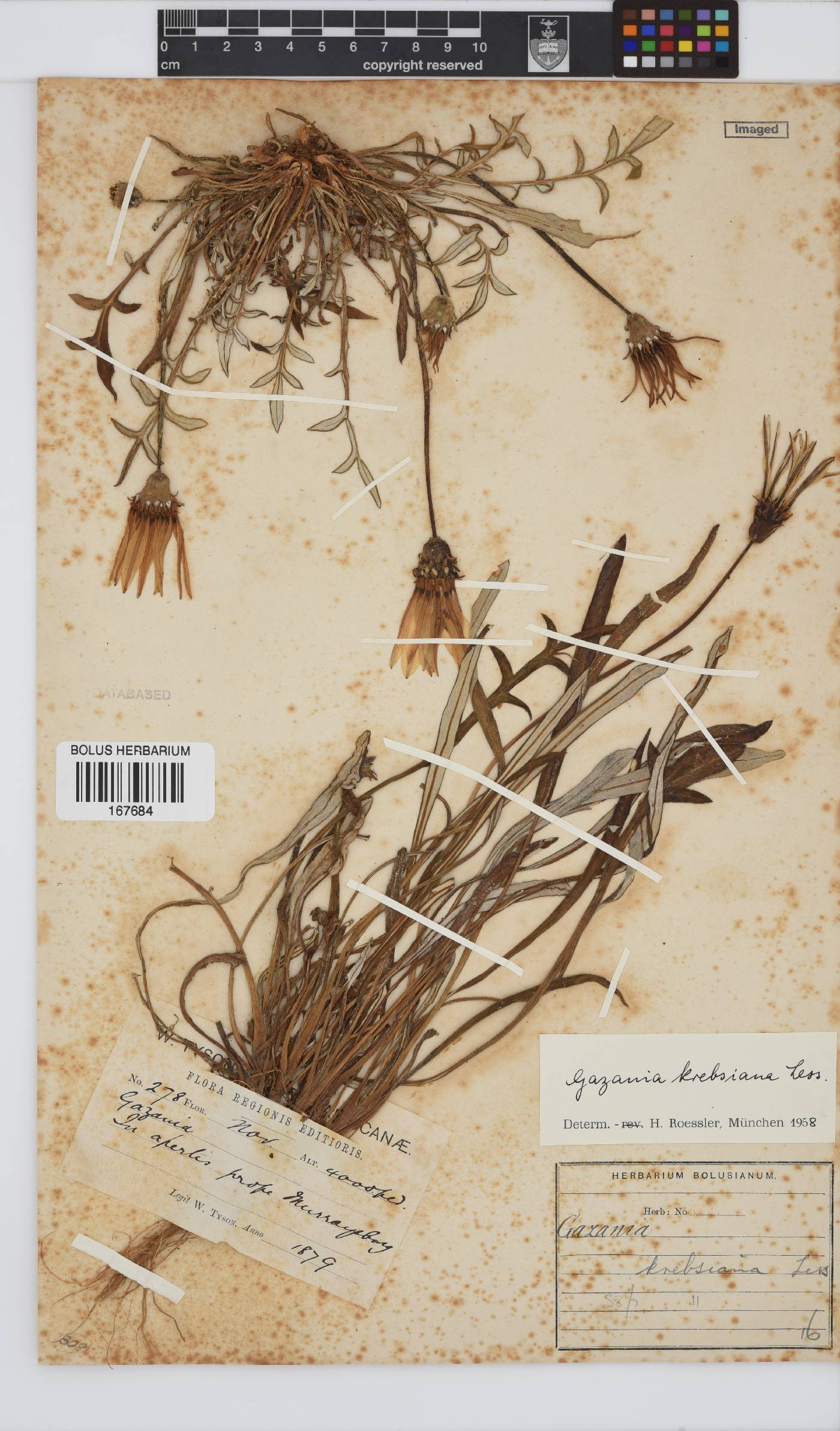 Gazania krebsiana subsp. krebsiana image