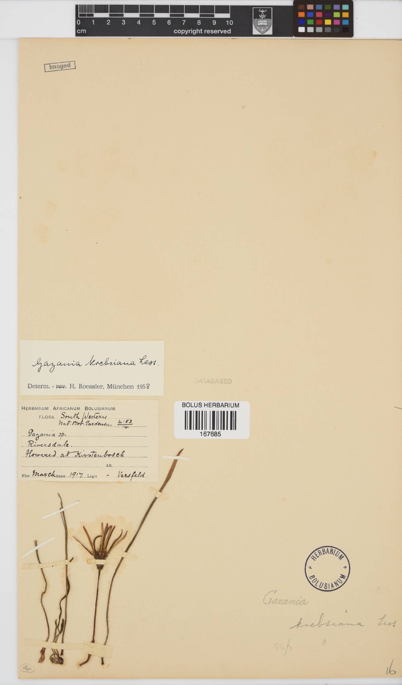 Gazania krebsiana subsp. krebsiana image