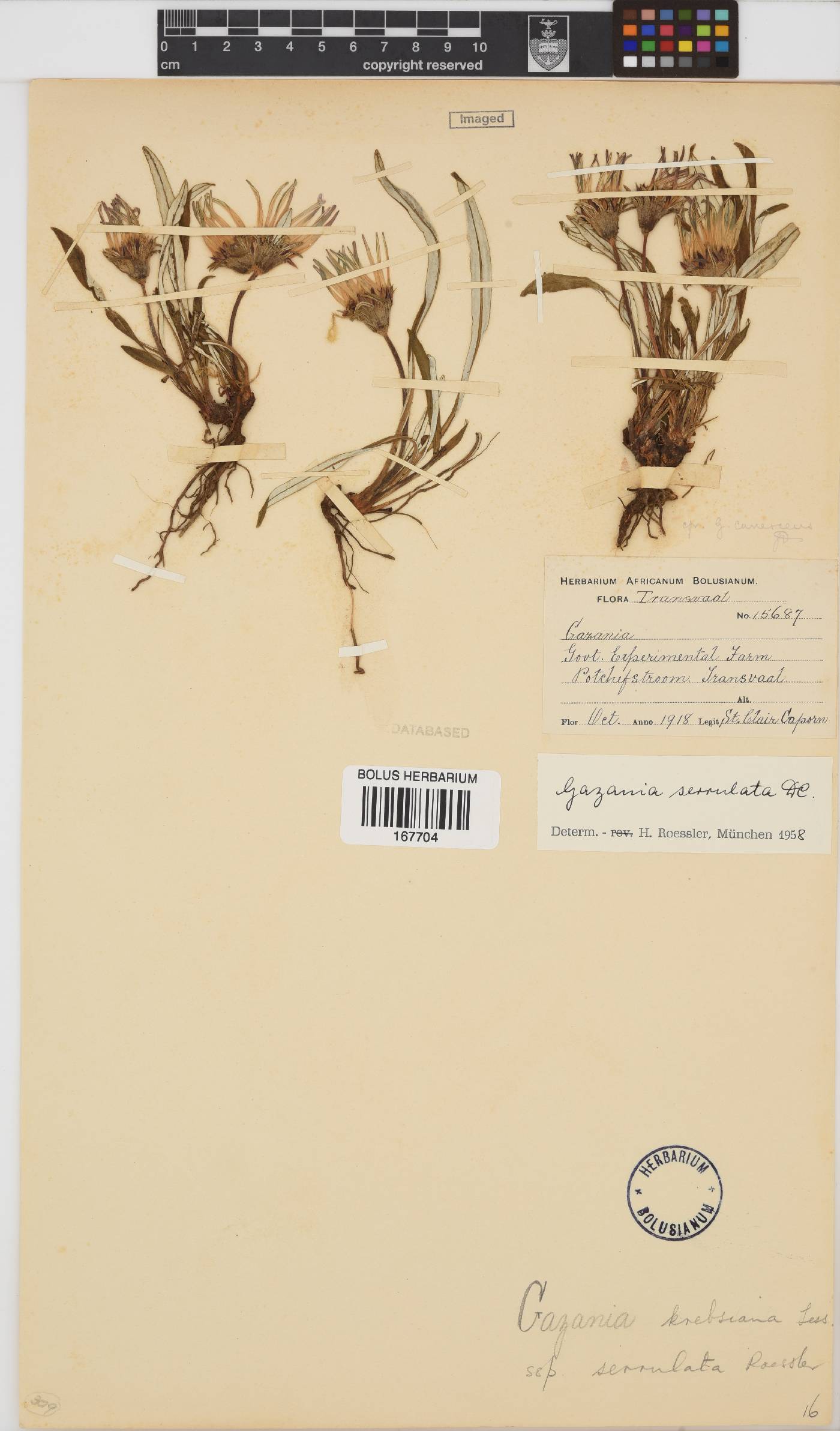 Gazania krebsiana subsp. serrulata image