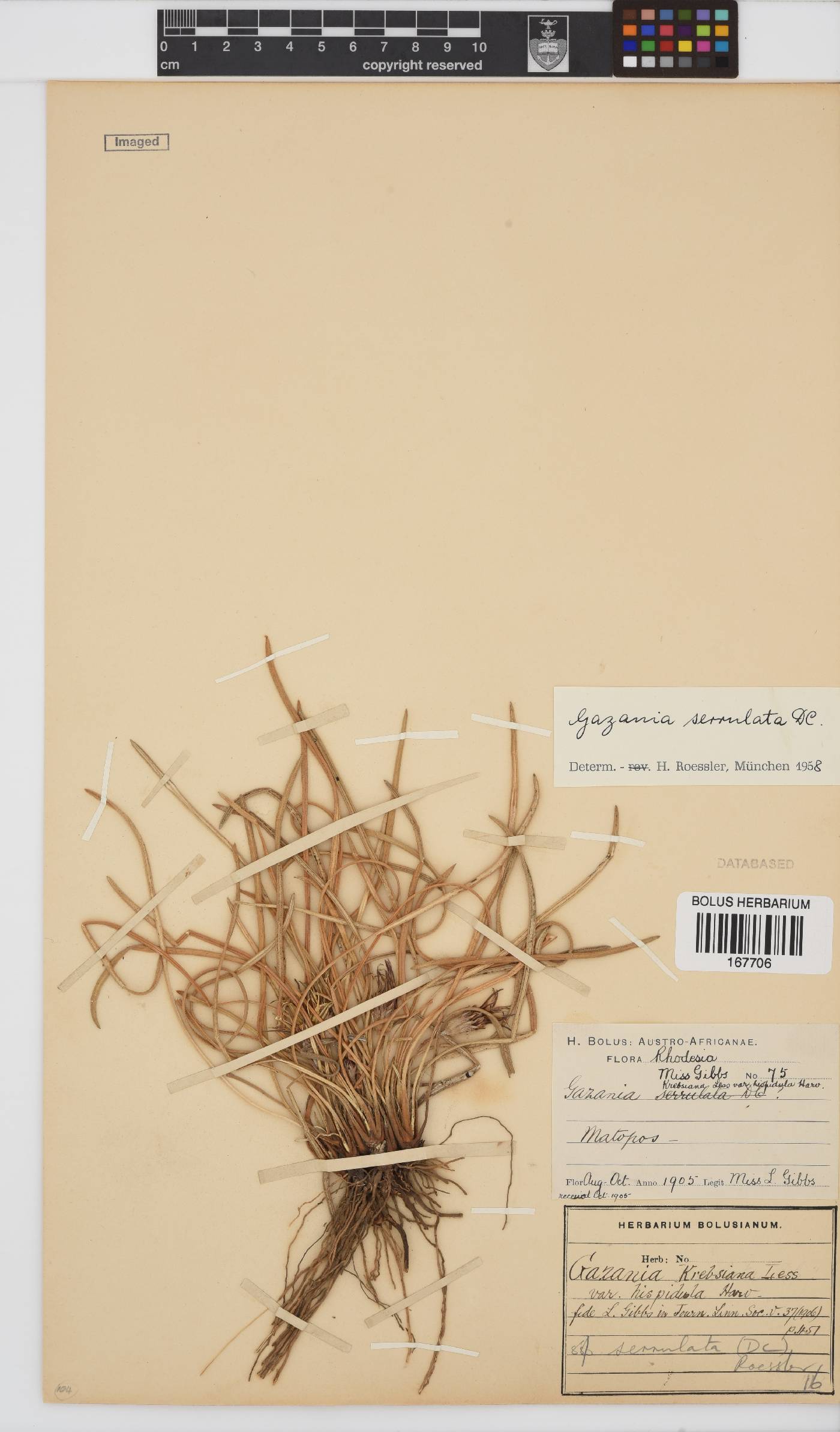 Gazania krebsiana subsp. serrulata image