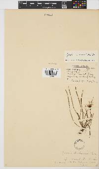Gazania krebsiana subsp. serrulata image