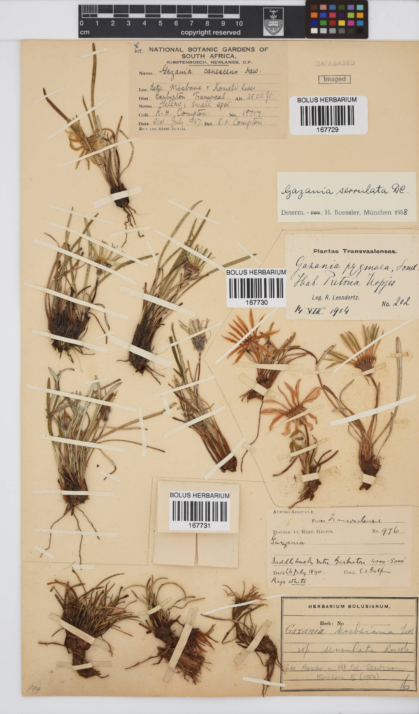 Gazania krebsiana subsp. serrulata image