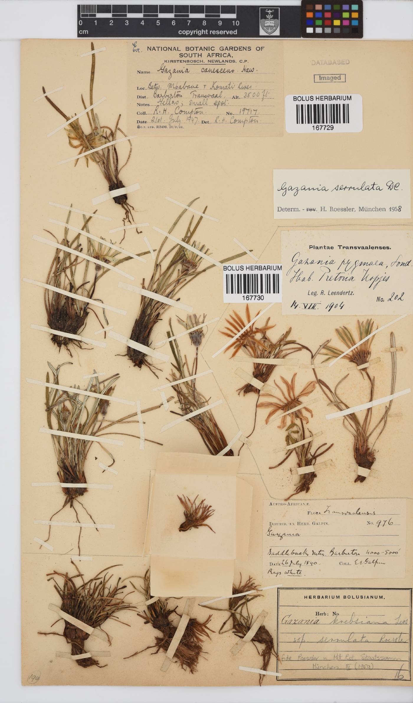 Gazania krebsiana subsp. serrulata image