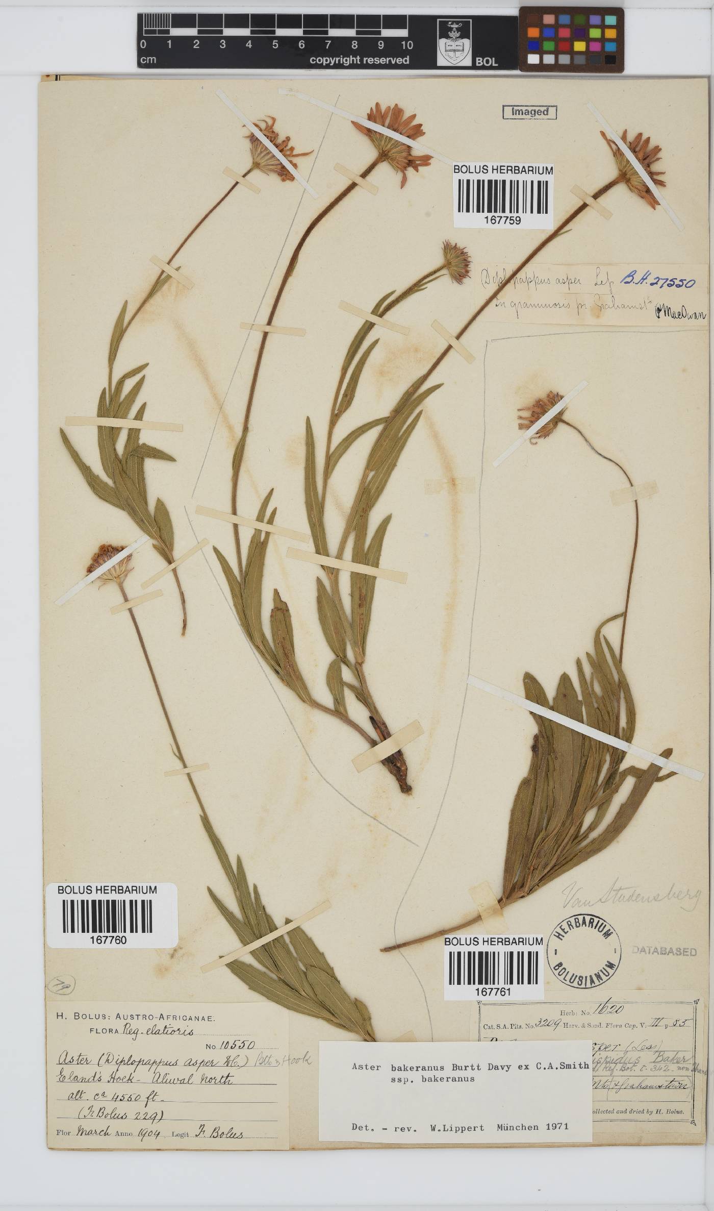 Afroaster hispidus image