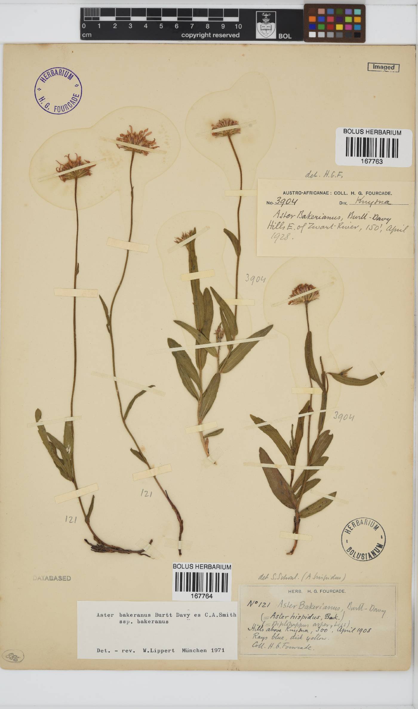 Afroaster hispidus image