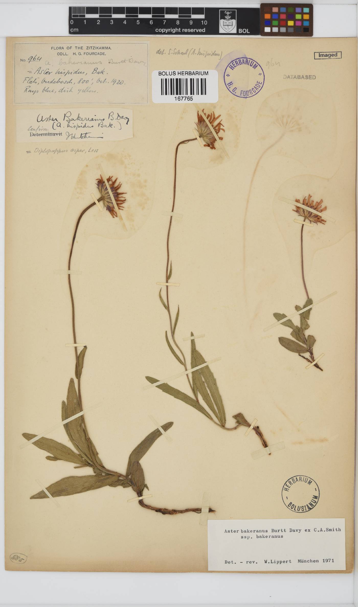 Afroaster hispidus image