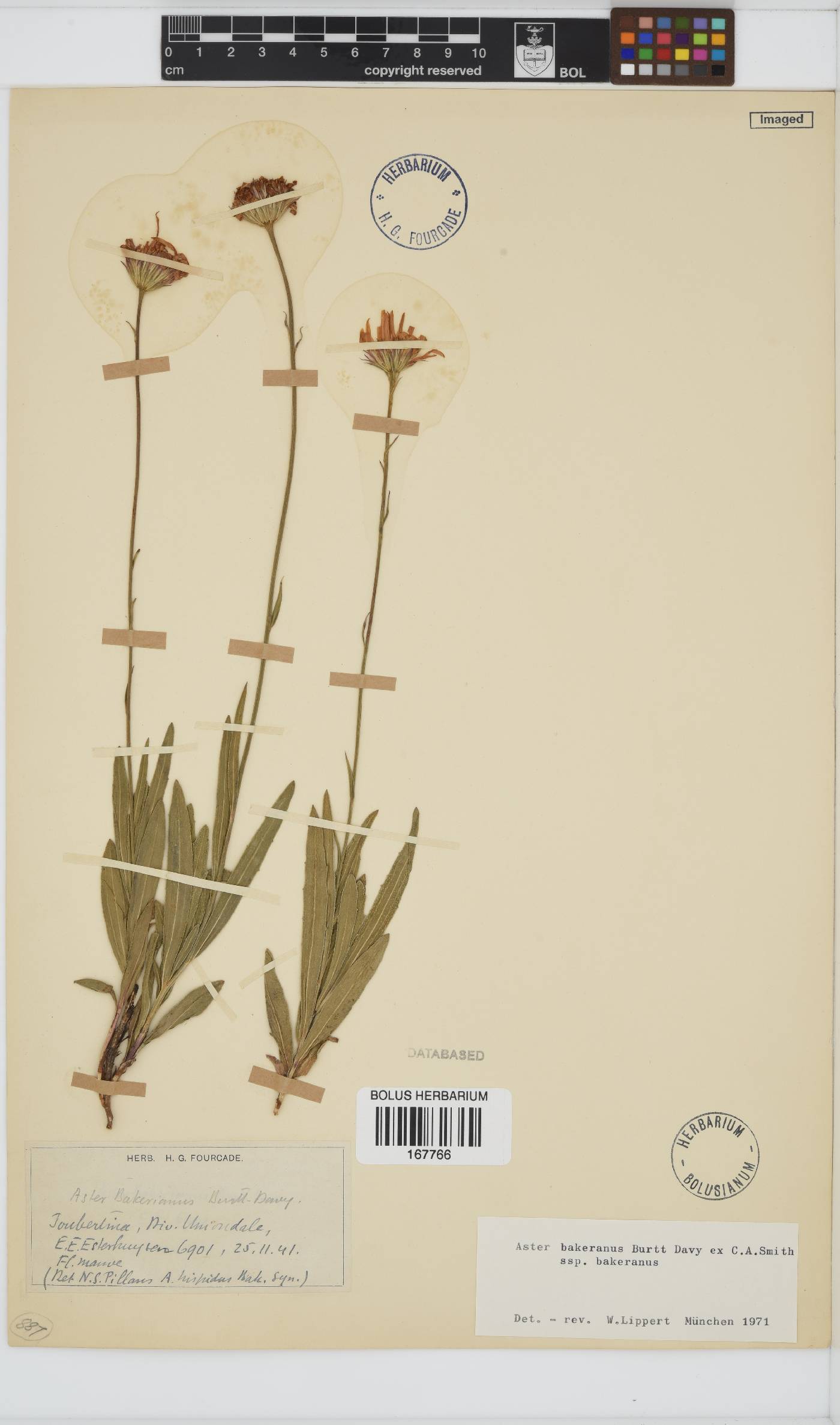 Afroaster hispidus image