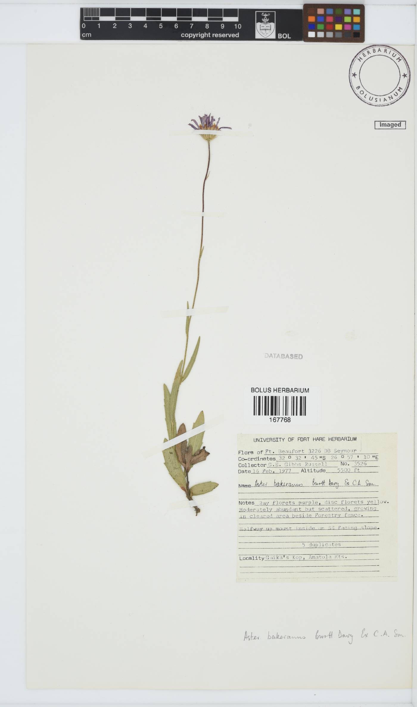 Afroaster hispidus image