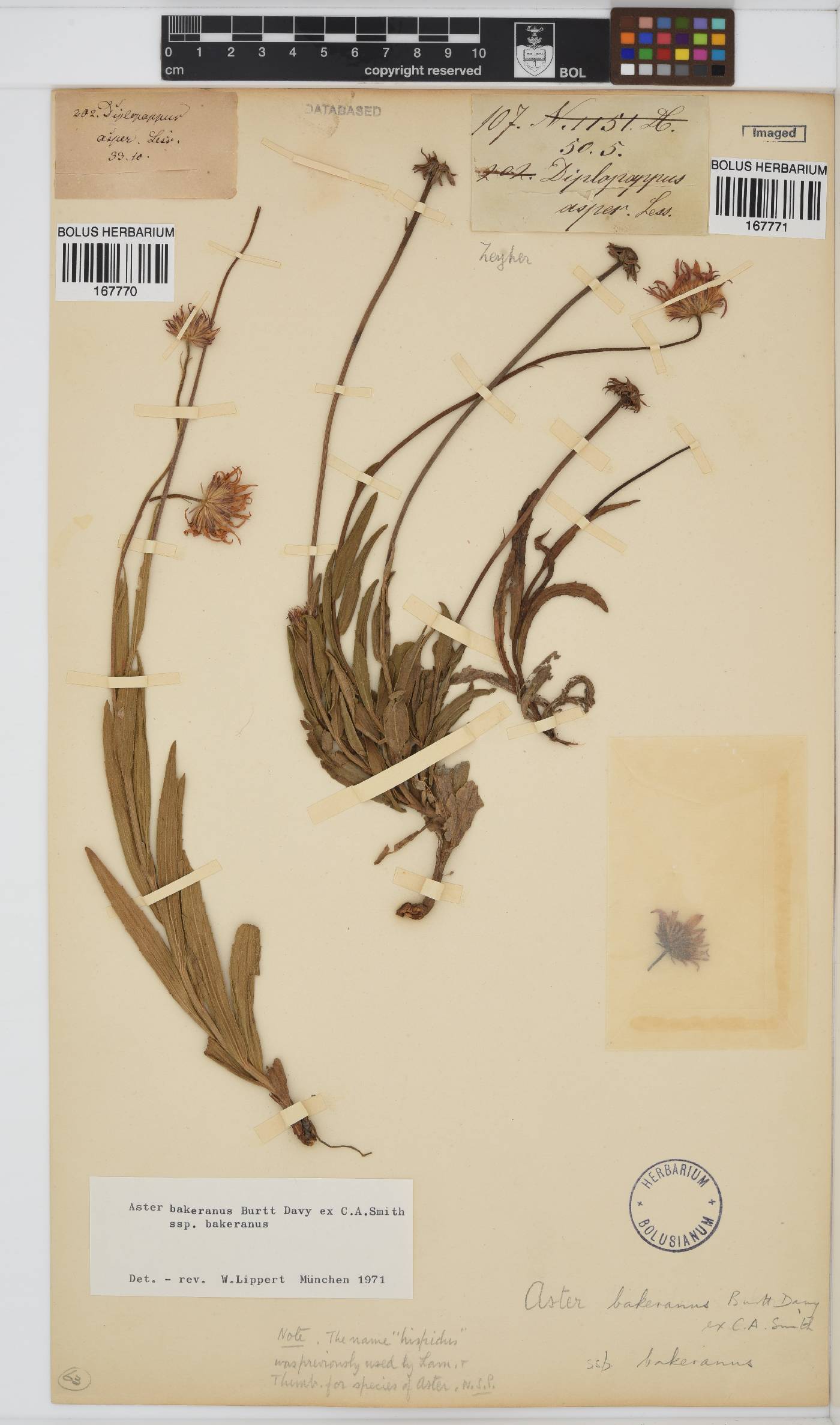 Afroaster hispidus image