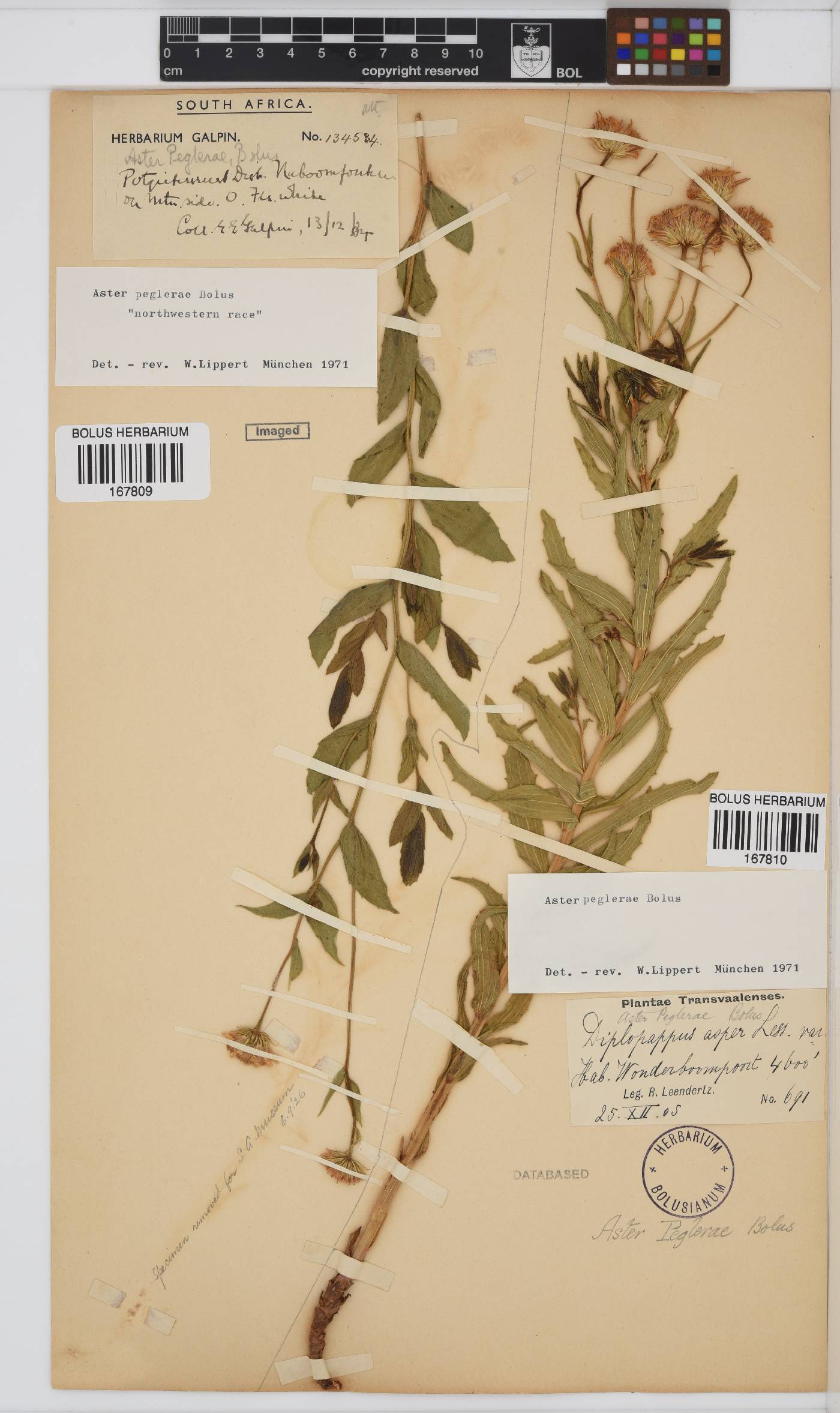 Afroaster peglerae image
