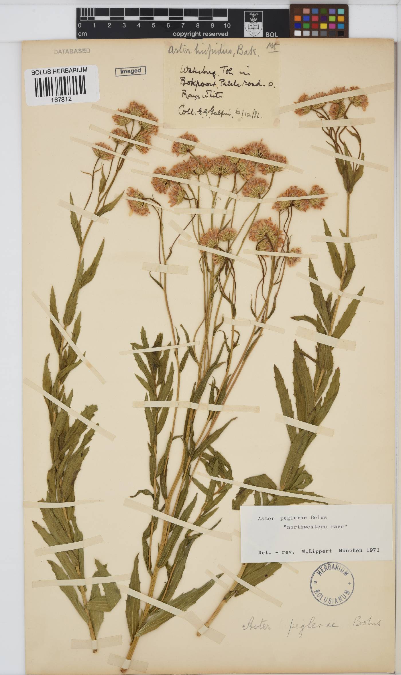 Afroaster peglerae image