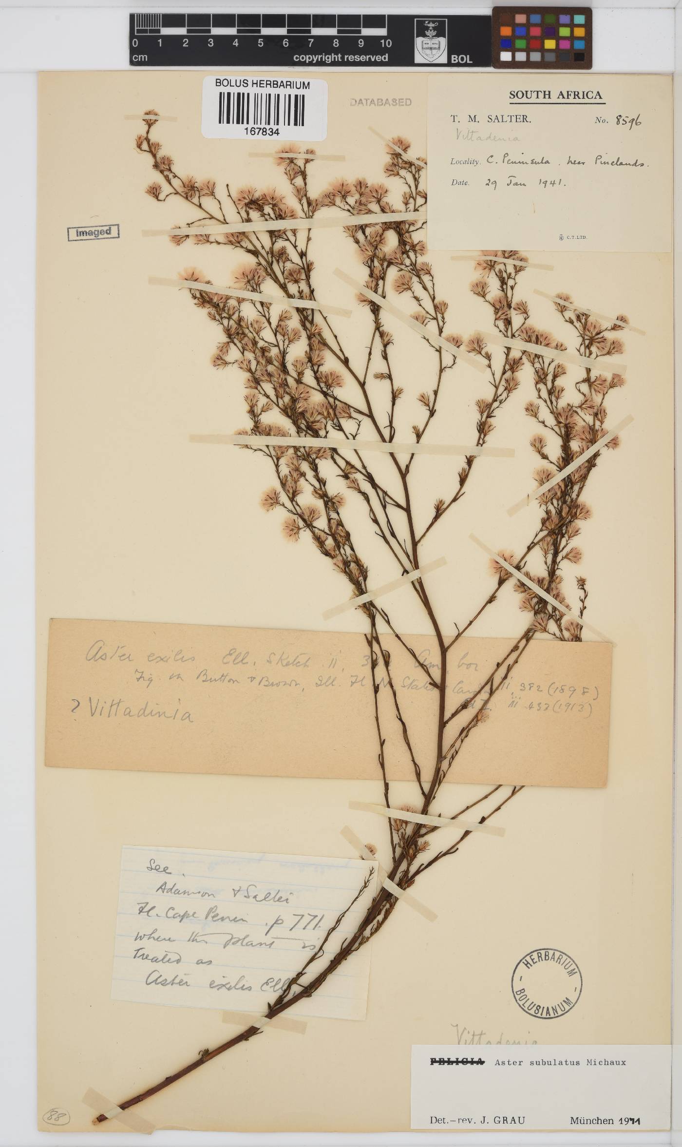 Symphyotrichum subulatum image